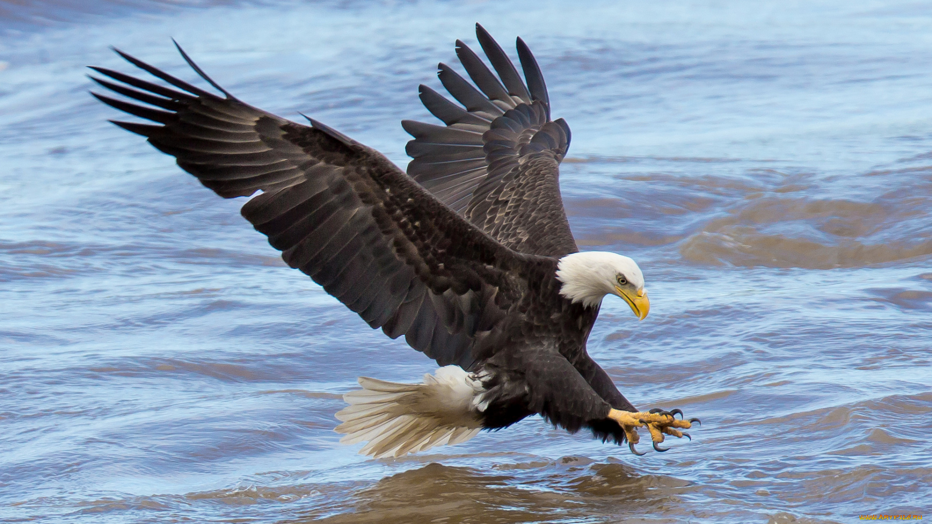 животные, птицы, -, хищники, птичка