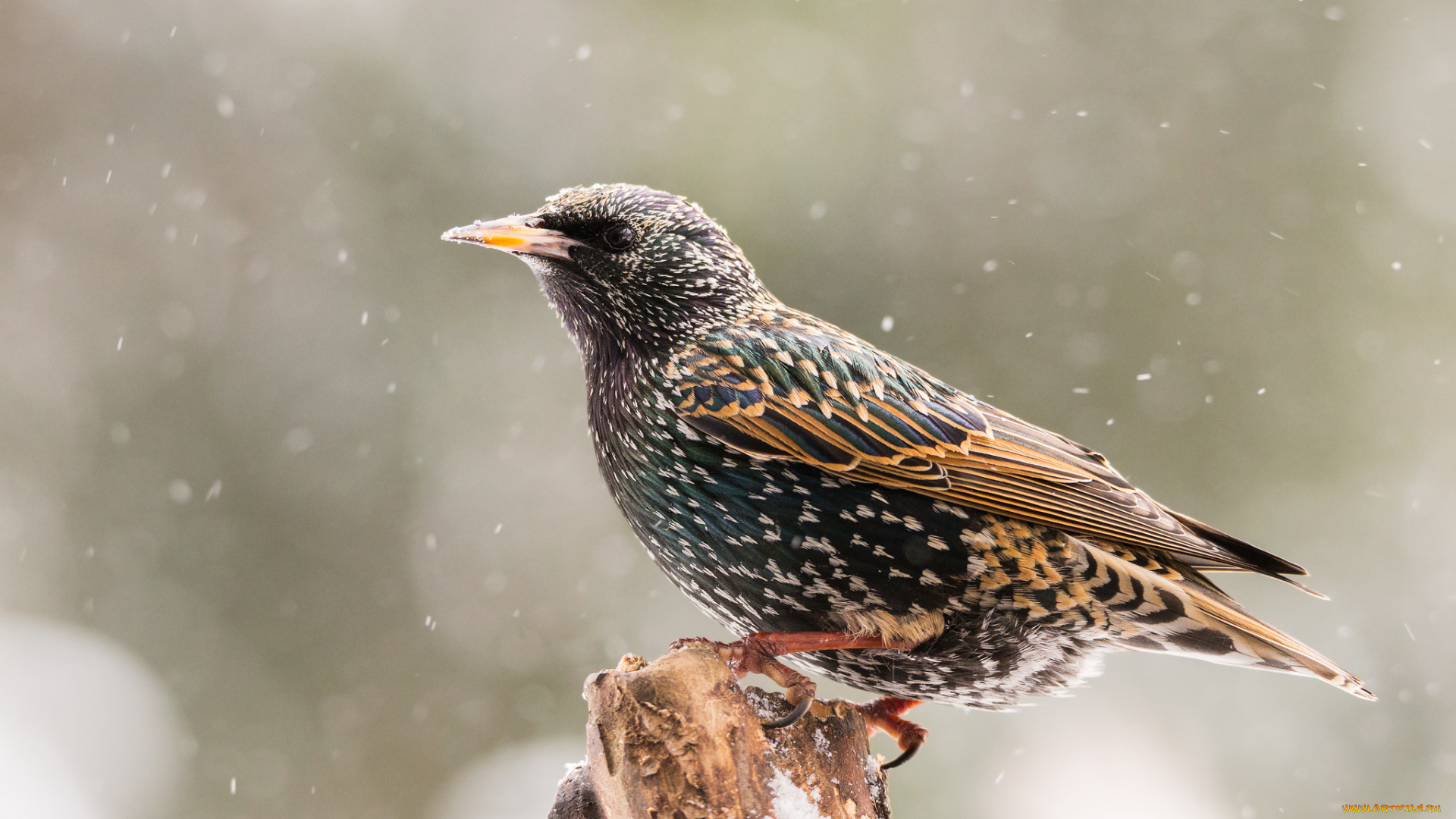 животные, птицы, птичка