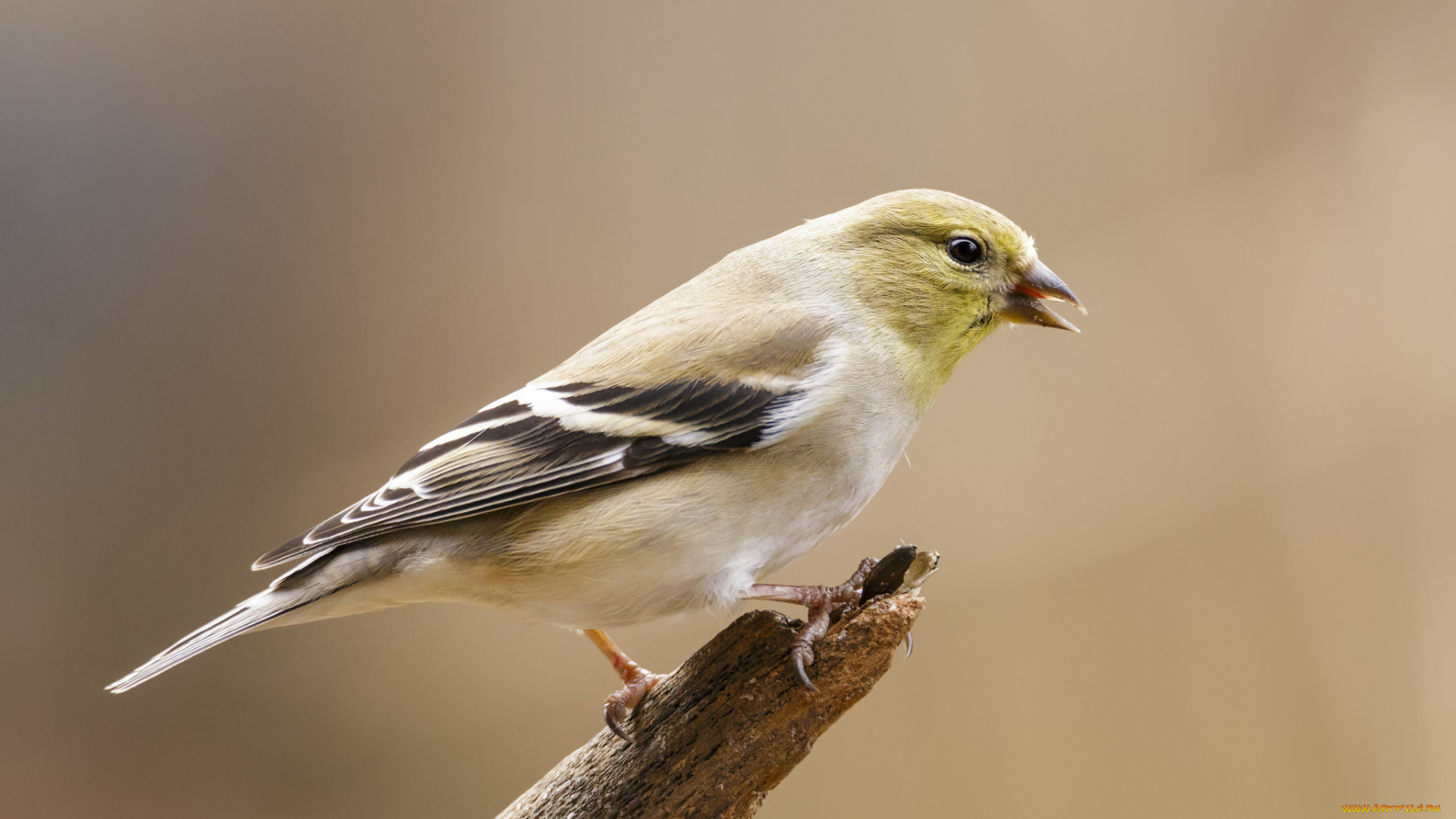 животные, птицы, птичка