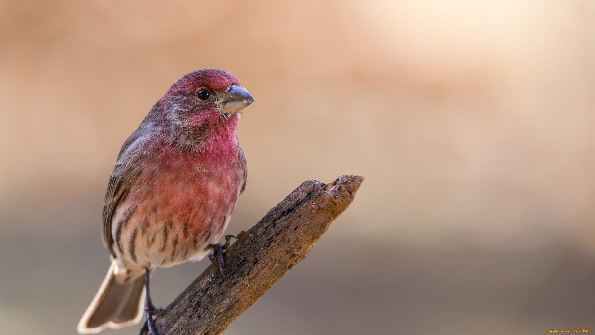 животные, птицы, птичка