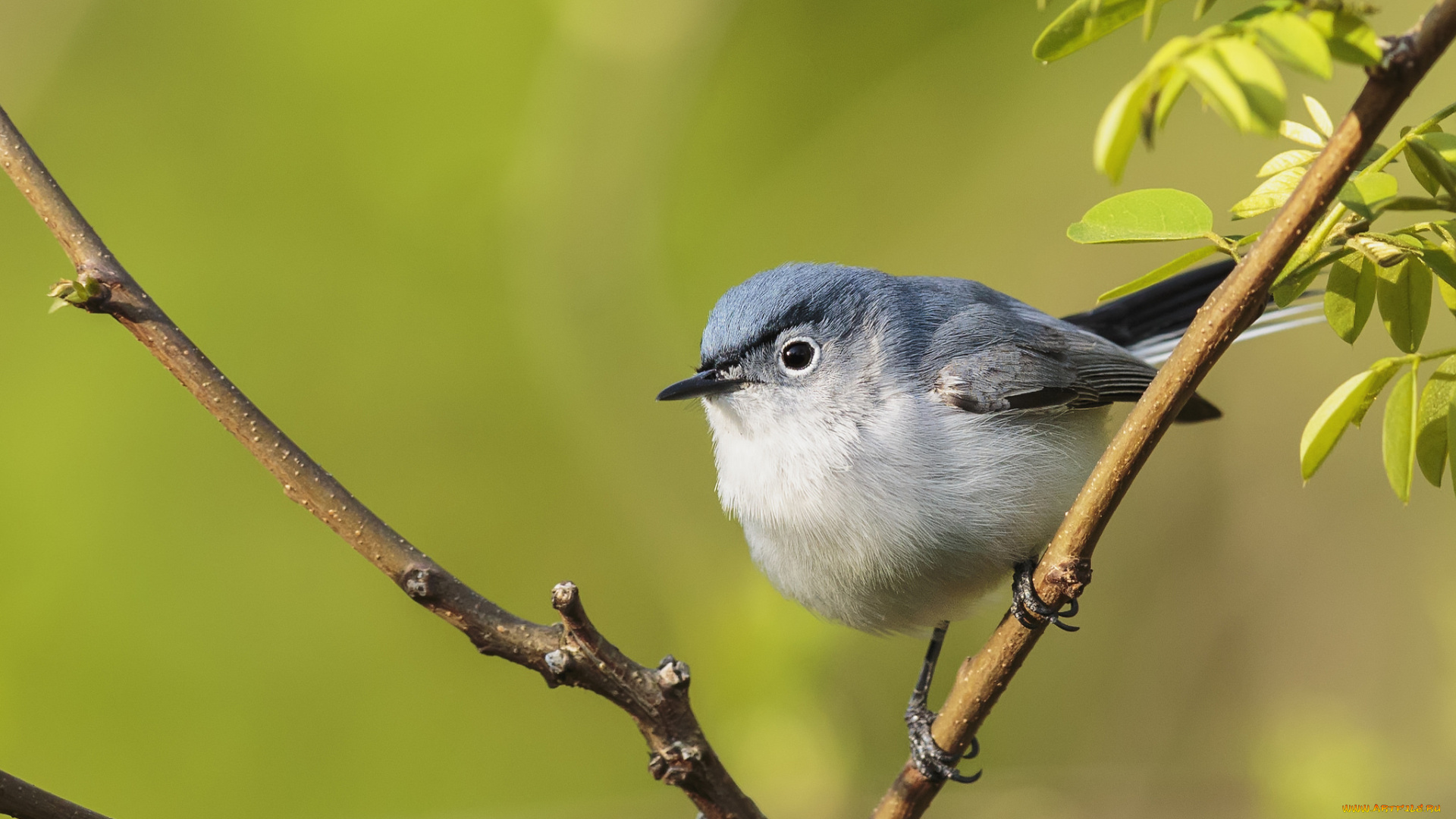 животные, птицы, птичка