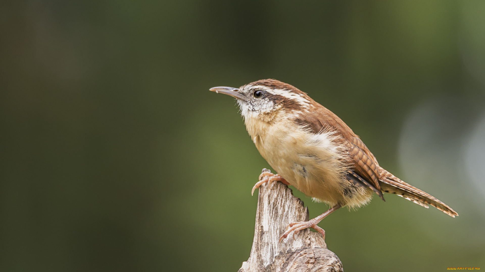 животные, птицы, птичка