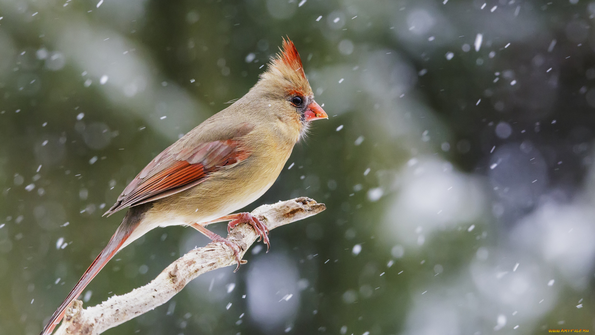 животные, птицы, птичка
