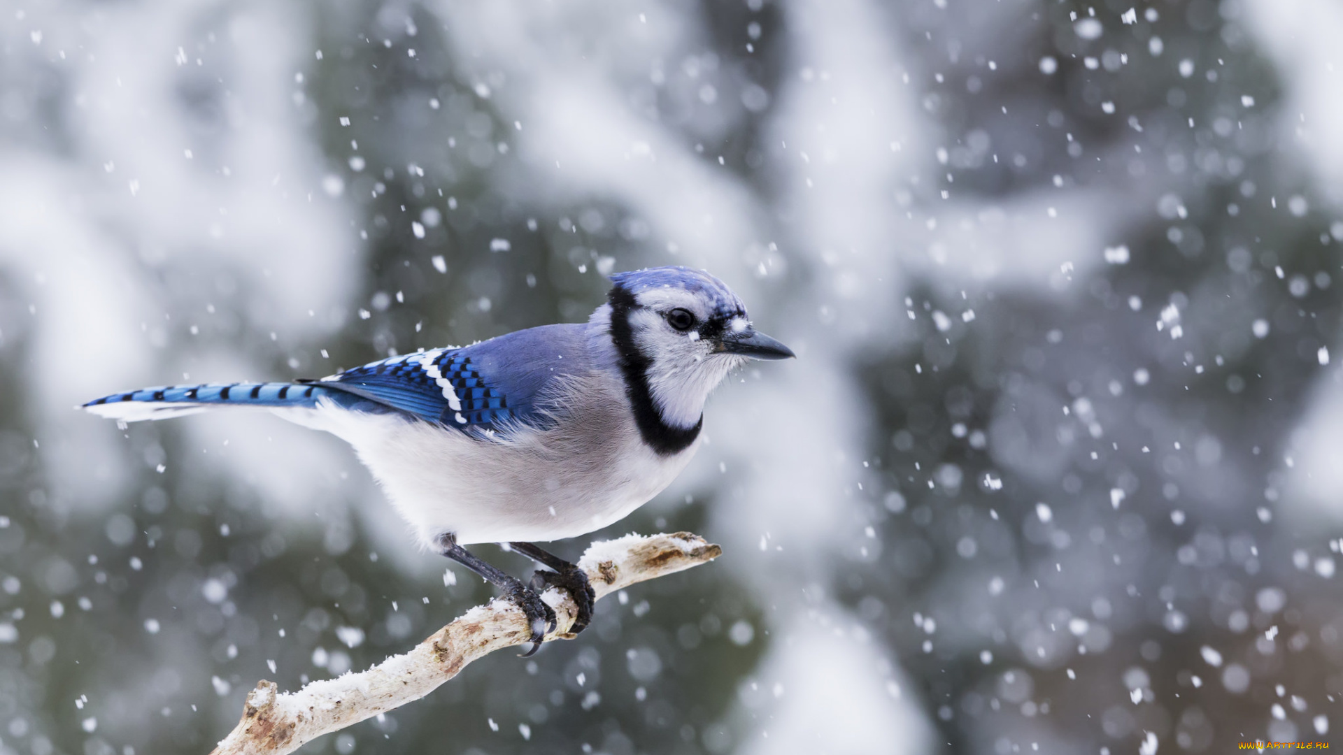 животные, птицы, птичка