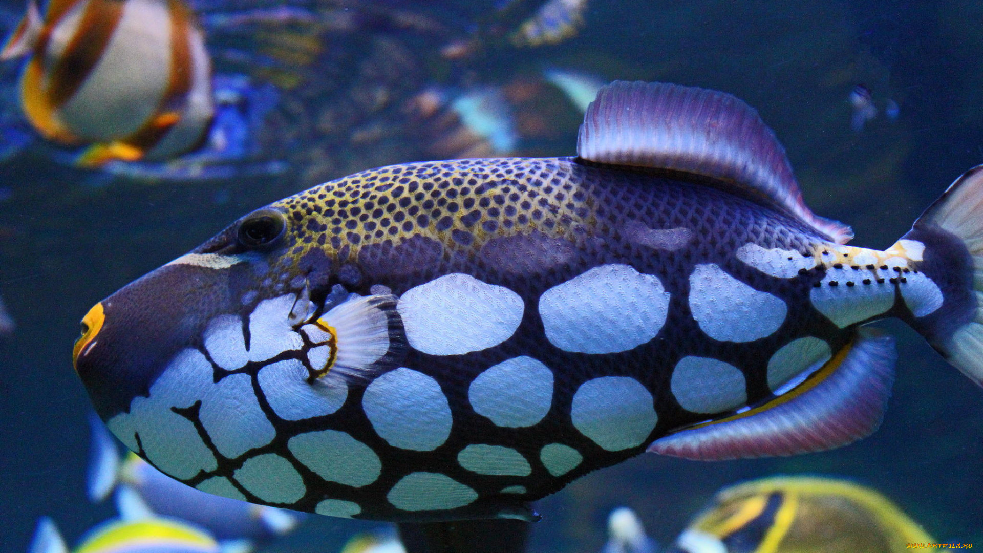 животные, рыбы, рыба, цвет, пятна, подводный, мир