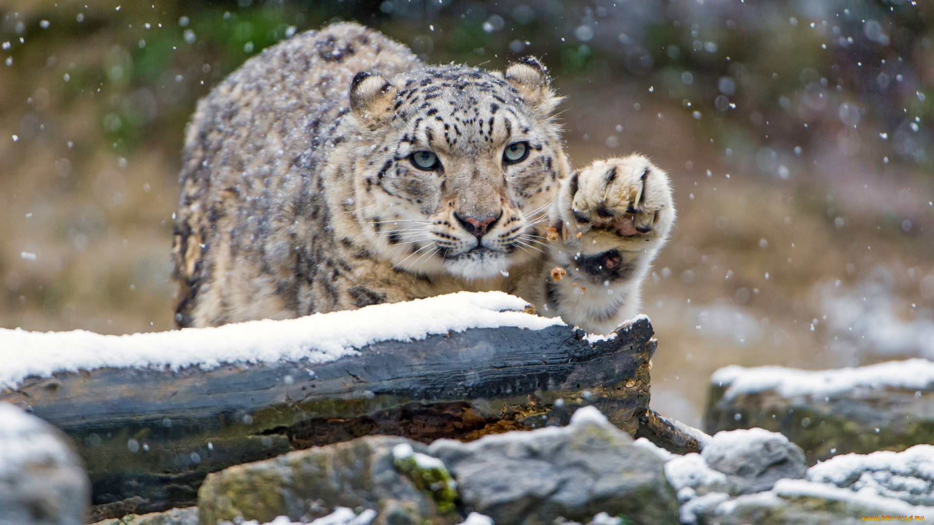 животные, снежный, барс, , ирбис, взгляд, зоопарк, камни, зима, снегопад, дикие, кошки, снег, барс, бревно, снежный, лапа