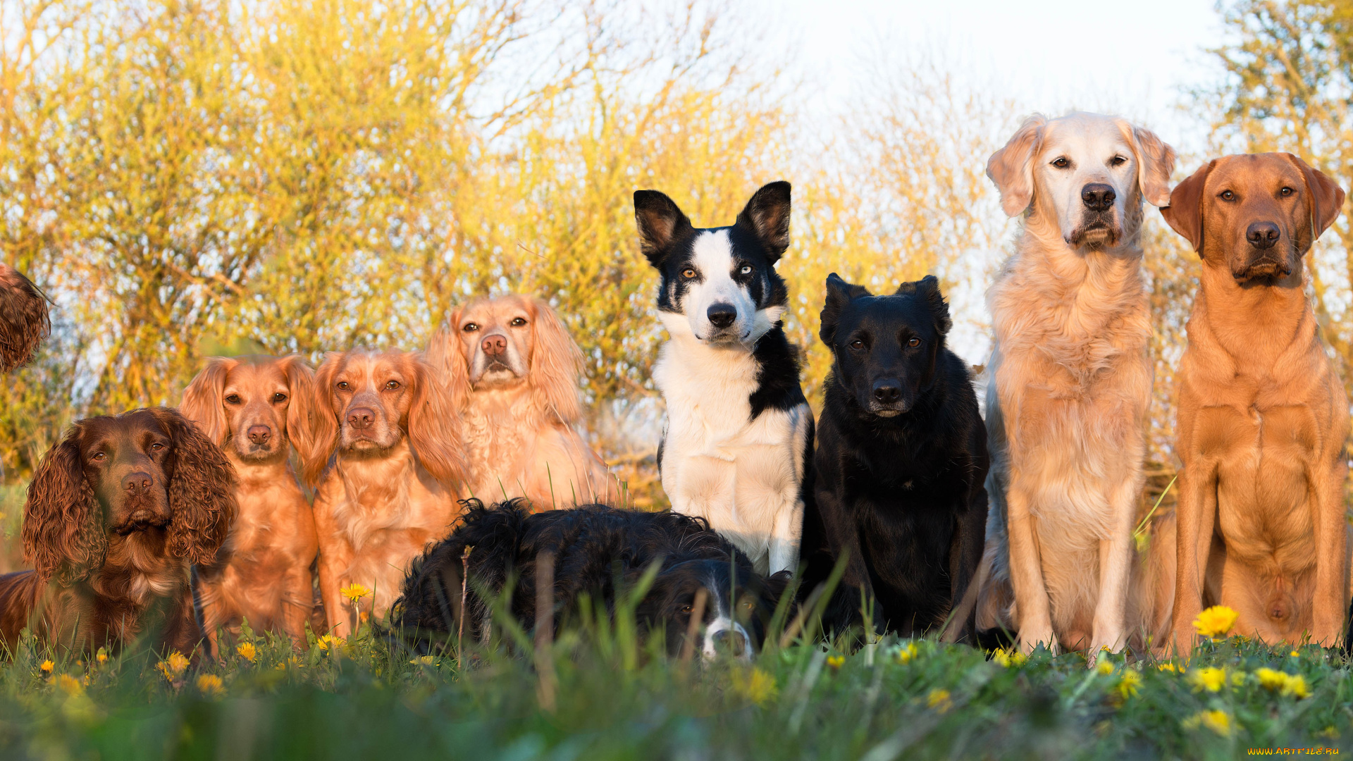 животные, собаки, коллективное, фото, много