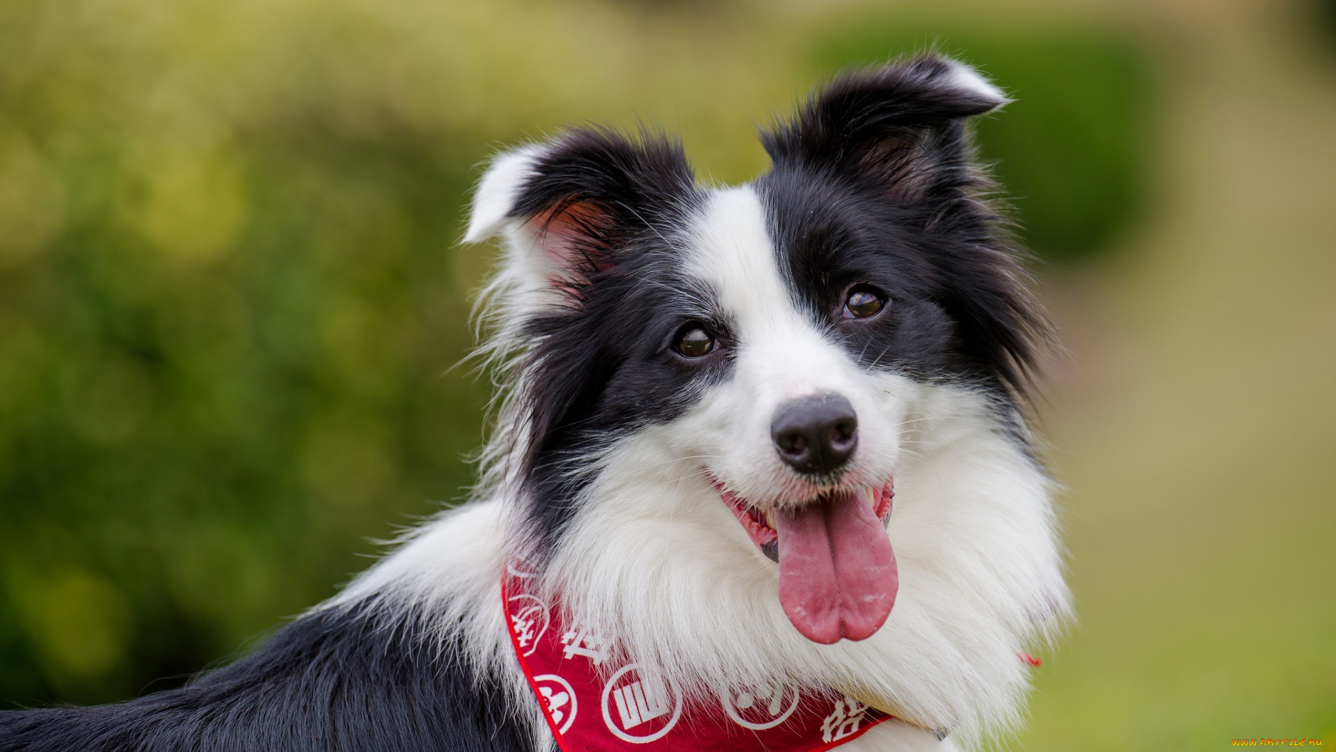 животные, собаки, морда, боке, собака, взгляд, язык