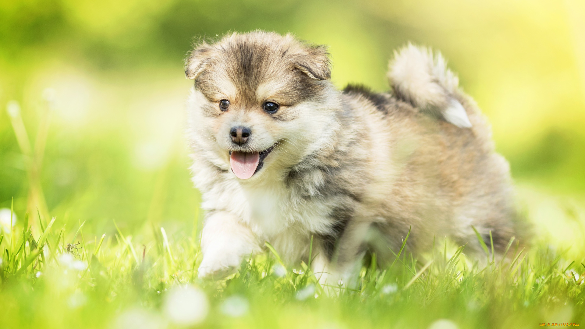 животные, собаки, собака, трава, боке, щенок, малыш