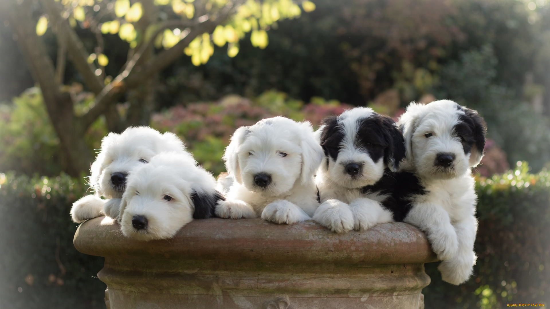 животные, собаки, староанглийская, овчарка, щенки, бобтейл