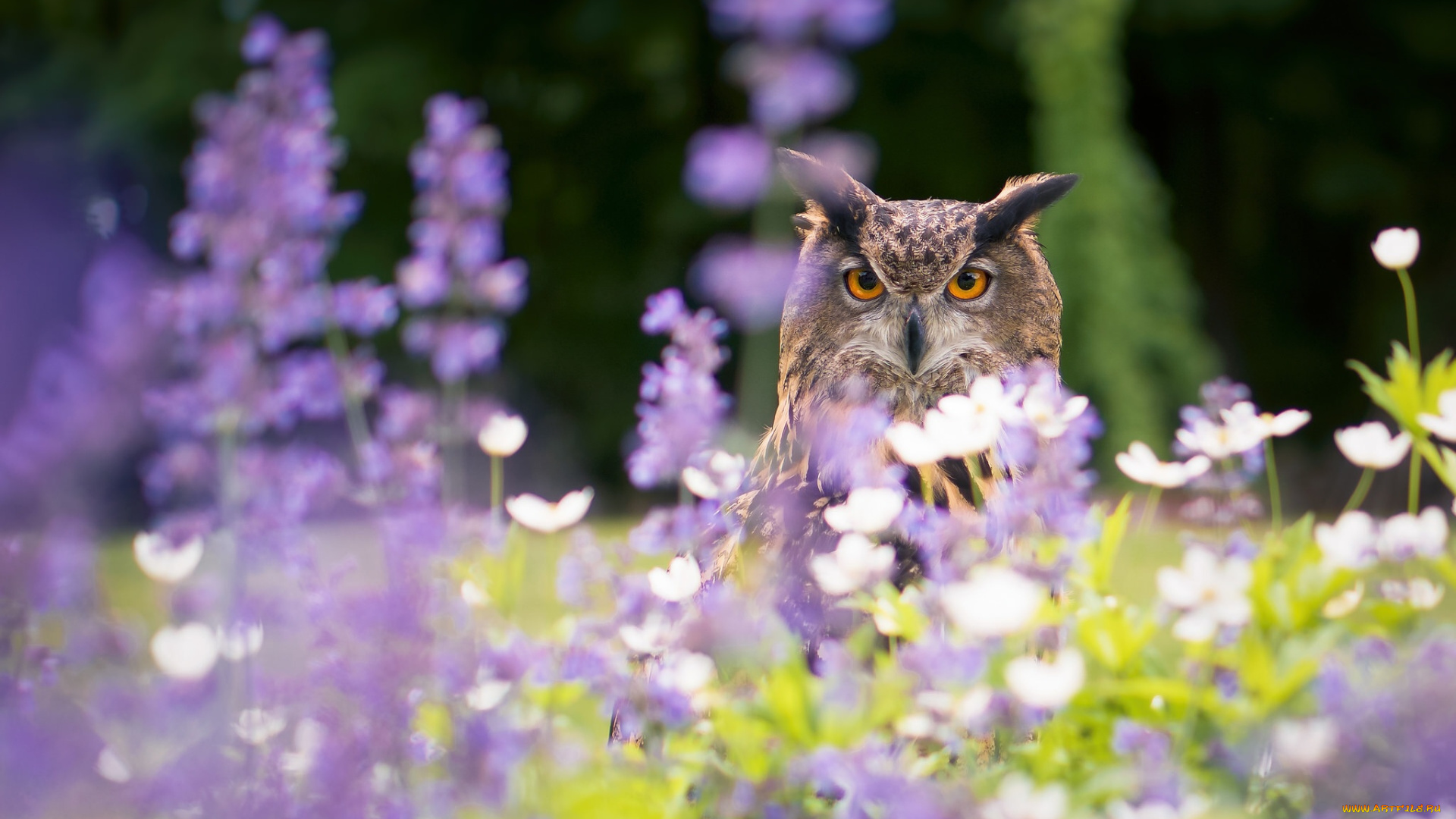 животные, совы, филин, боке, птица, цветы, сова