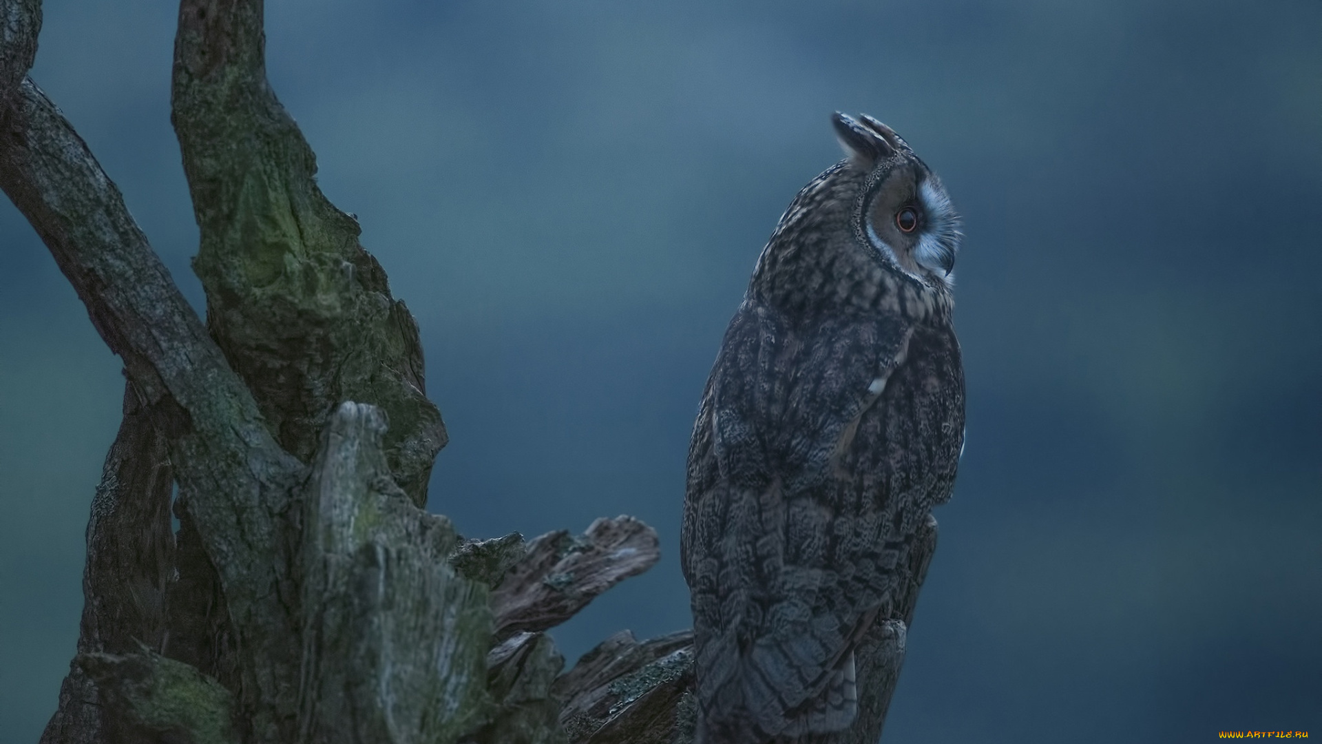 животные, совы, коряга, птица, сова, фон
