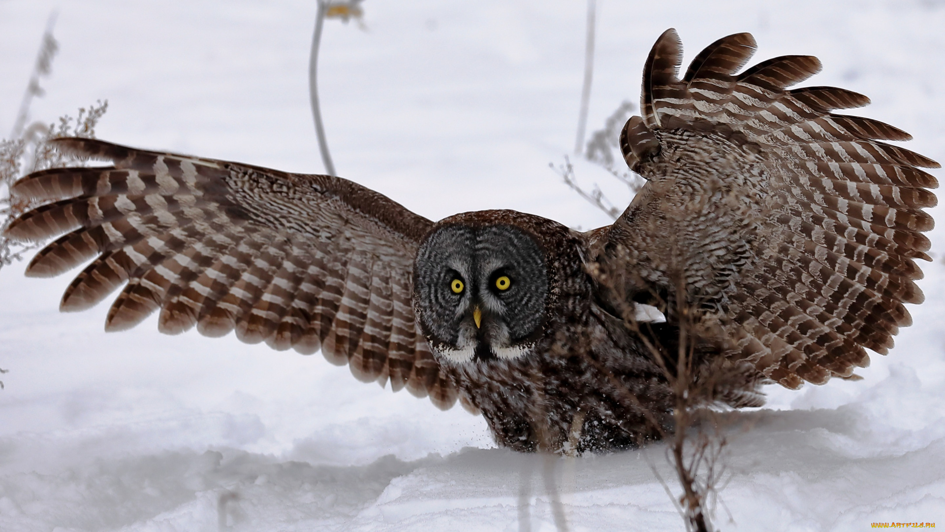 животные, совы, крылья, сова, снег, взгляд, зима