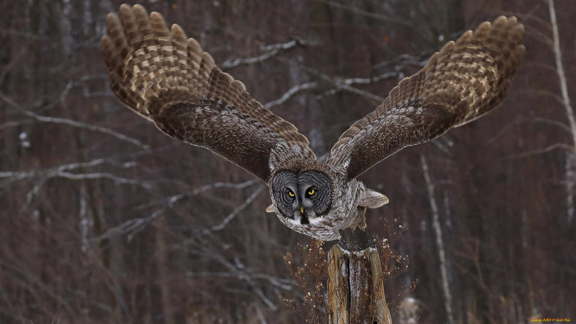 животные, совы, природа, взгляд, крылья, сова
