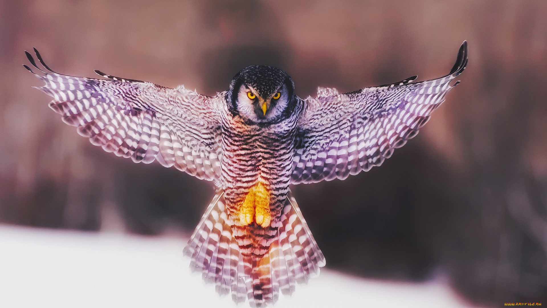 животные, совы, птица, взмах, крыльев, сова, ангел, крылья