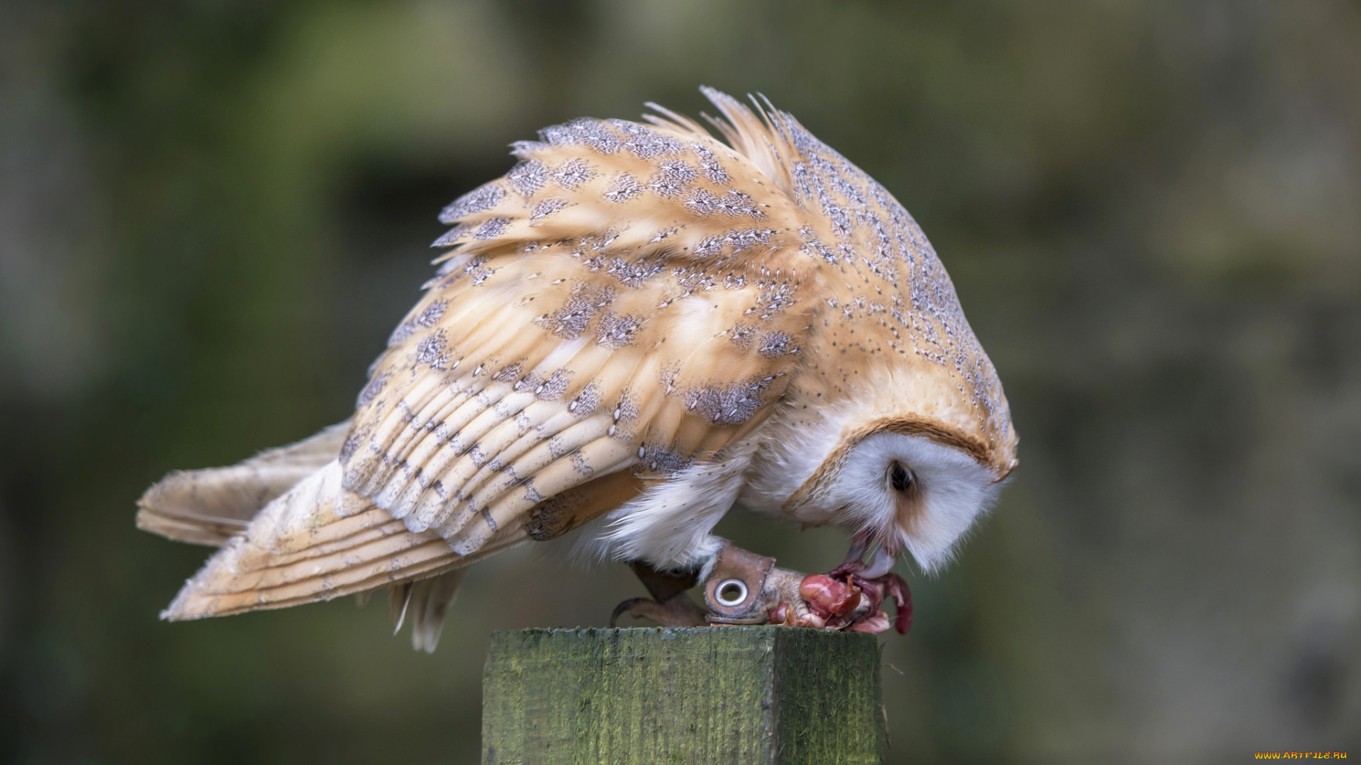 животные, совы, птичка
