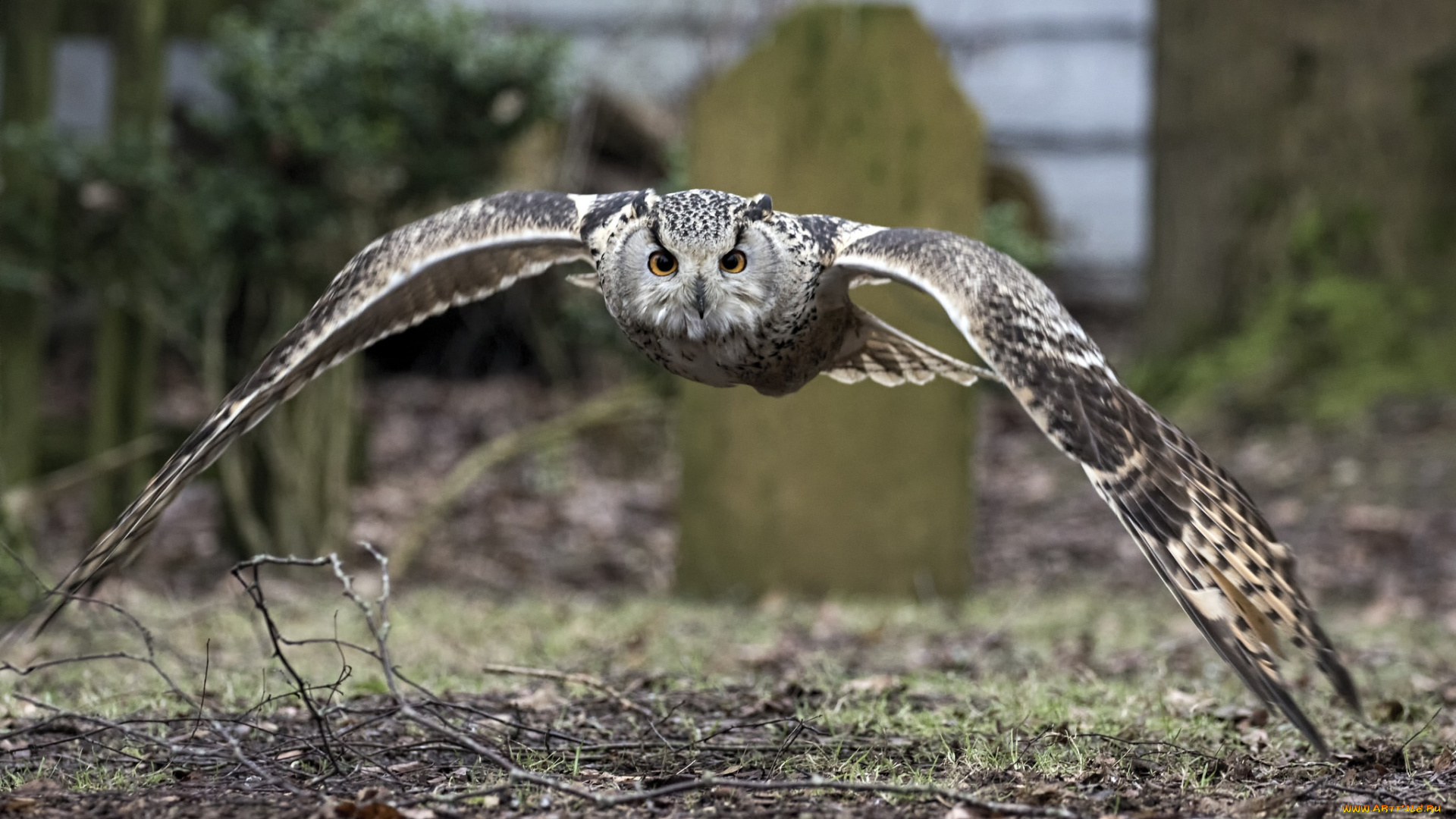 животные, совы, размах, птица, крылья, сова