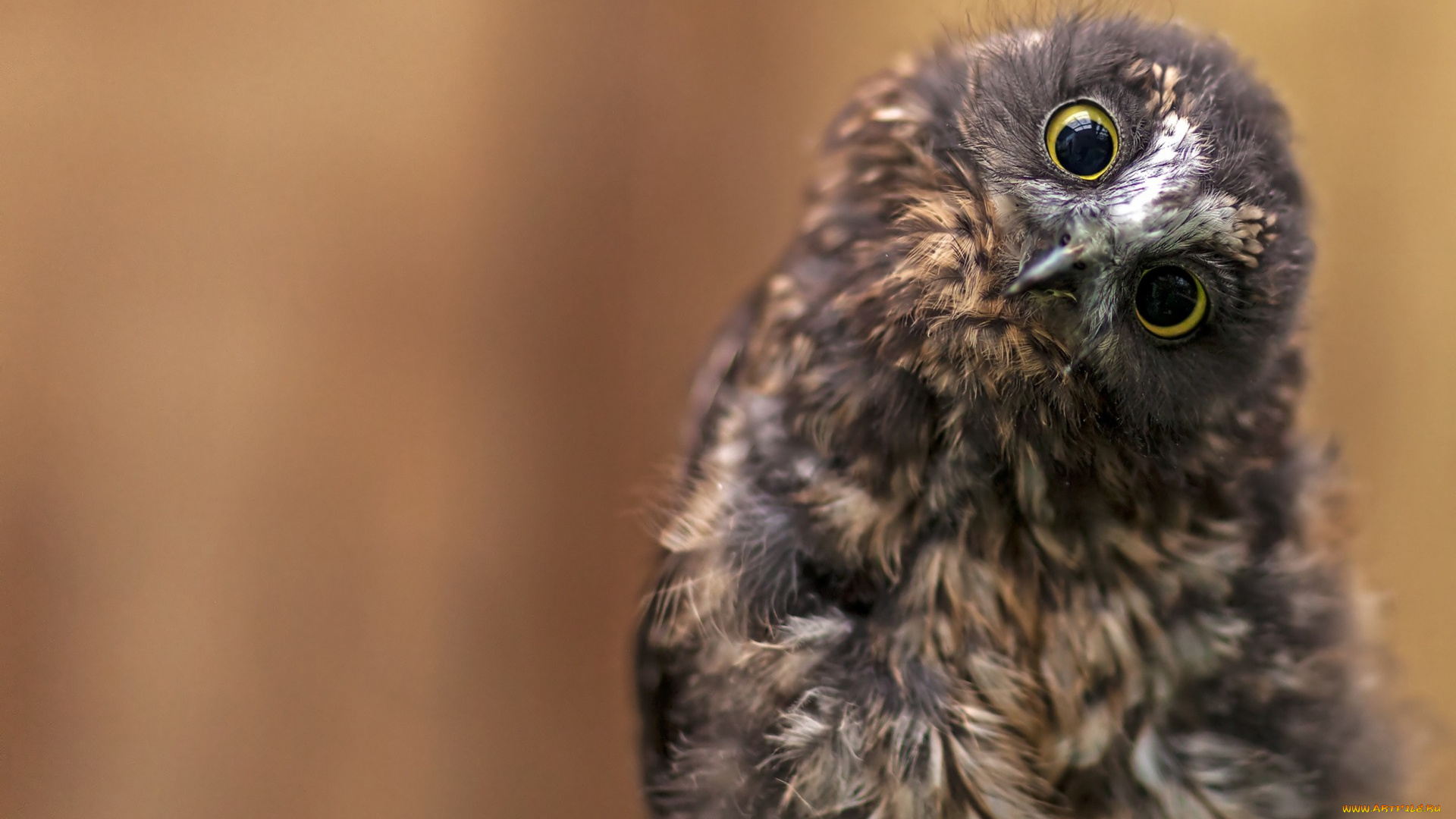 животные, совы, совёнок, птица, взгляд, глаза, фон, сова
