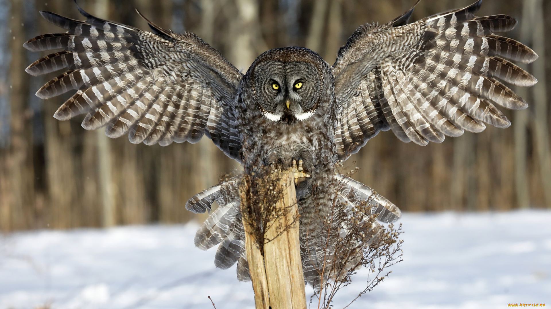 животные, совы, зима, крылья, взгляд, снег, сова