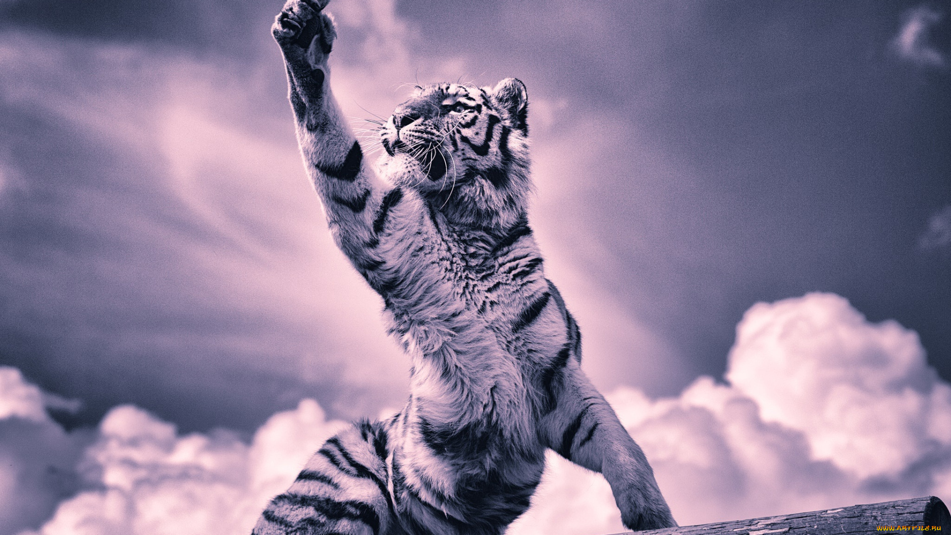 животные, тигры, лапа, когти, тигренок, тигр, облака