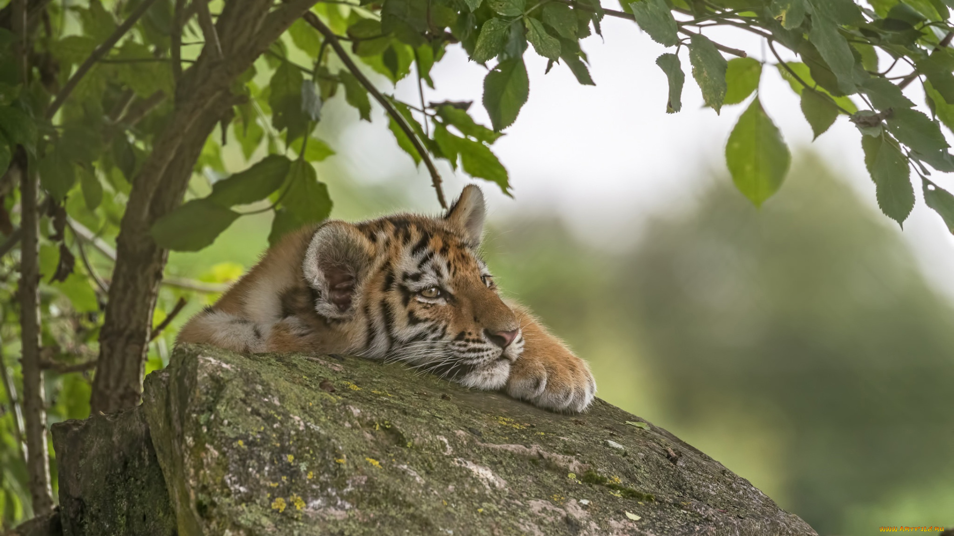 животные, тигры, тигр, дерево, камень, тигрёнок