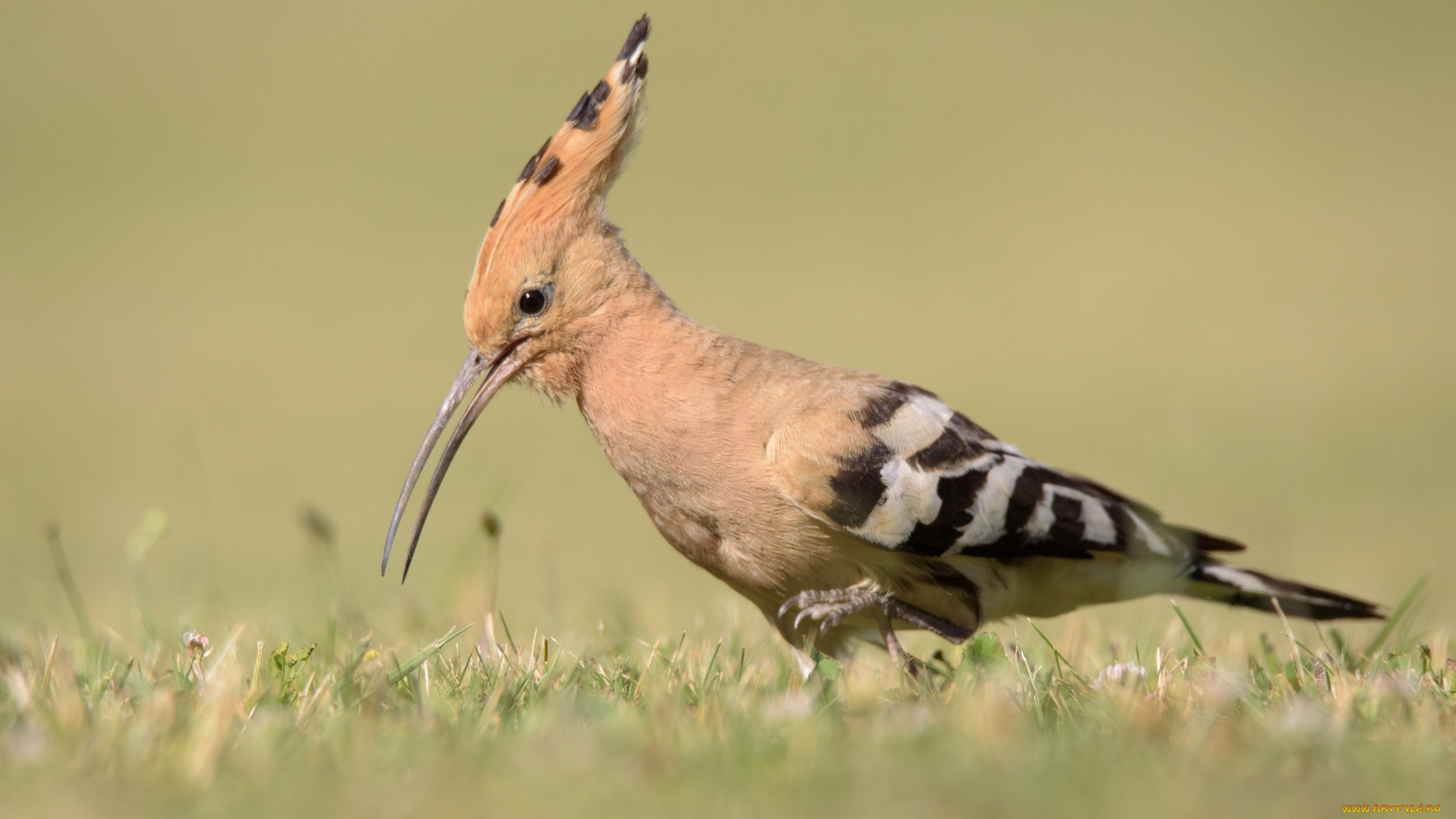 животные, удоды, птичка