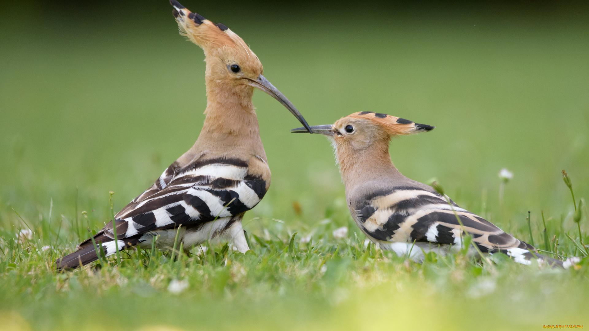 животные, удоды, птичка