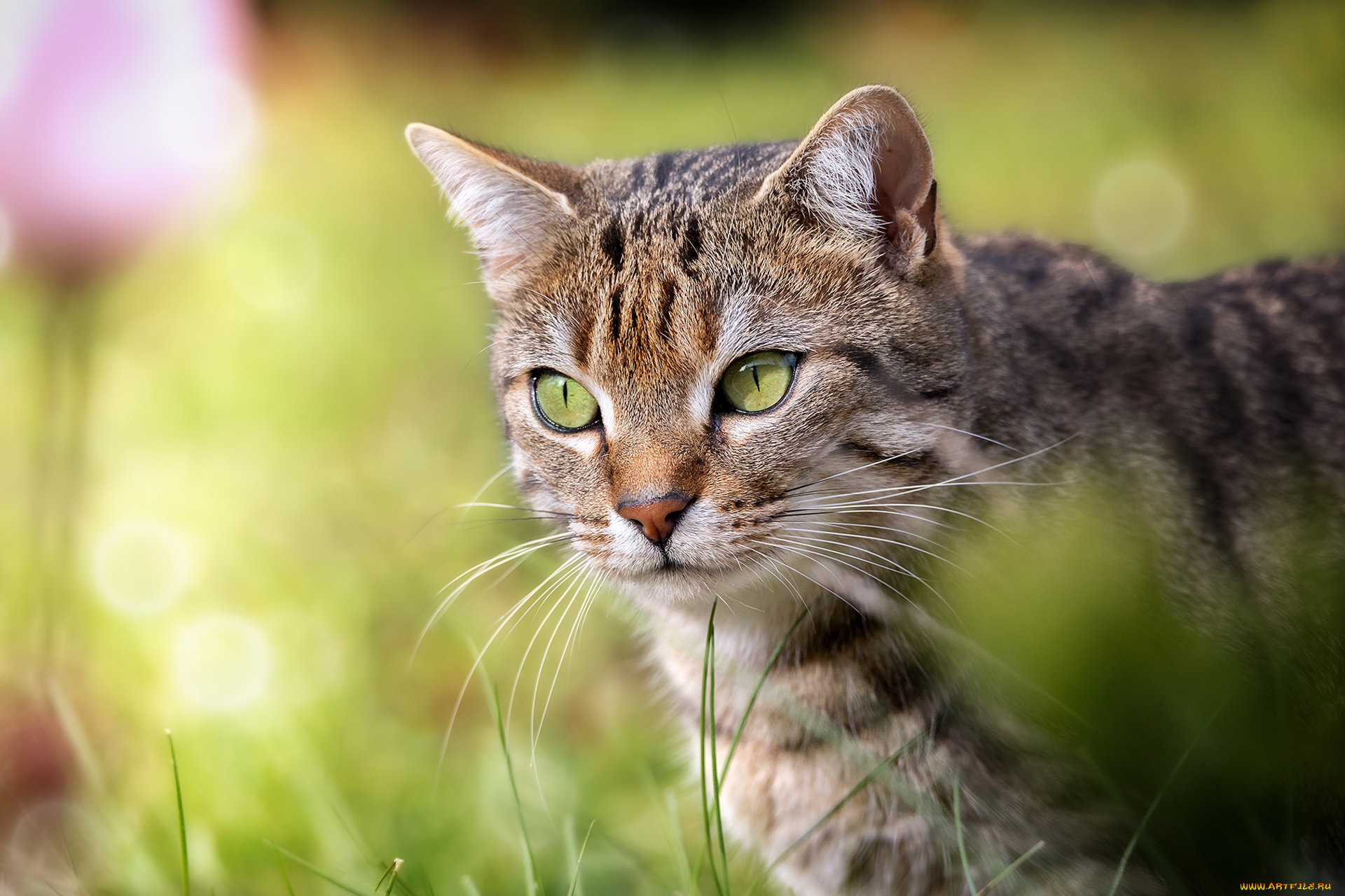 животные, коты, взгляд, мордочка, портрет, кот, кошка