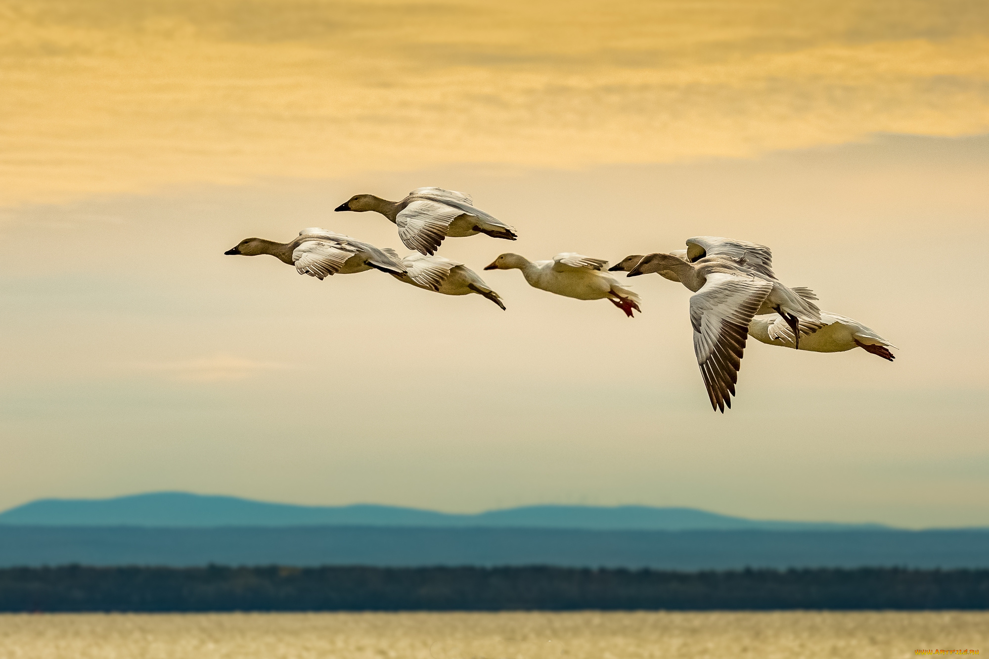 животные, гуси, птичка