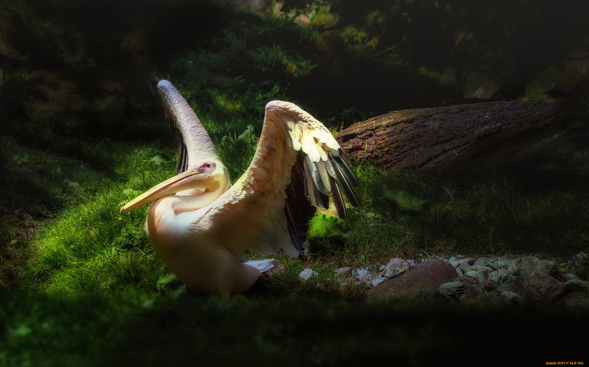 животные, пеликаны, птичка