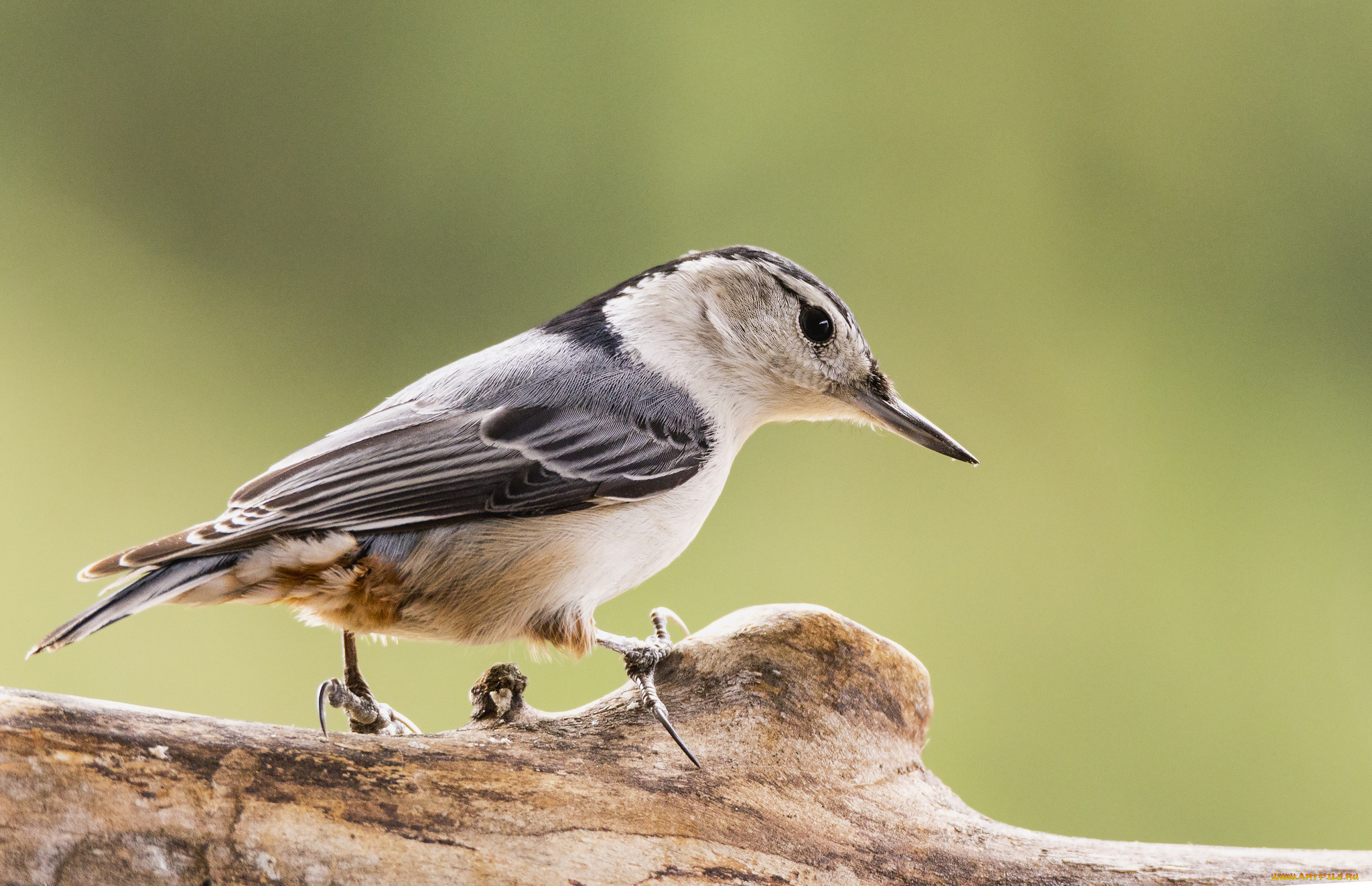 животные, птицы, птичка