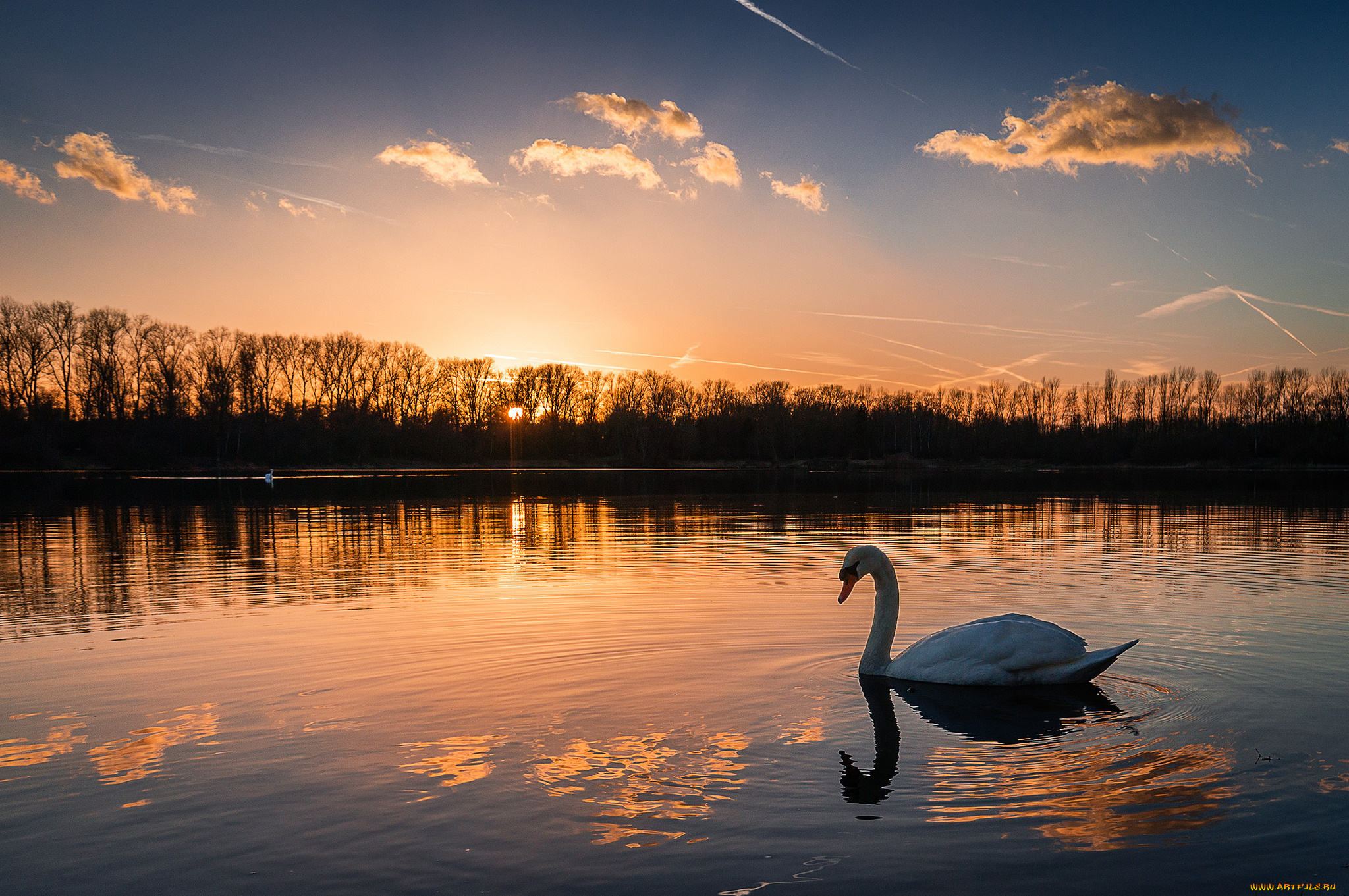 животные, лебеди, птичка