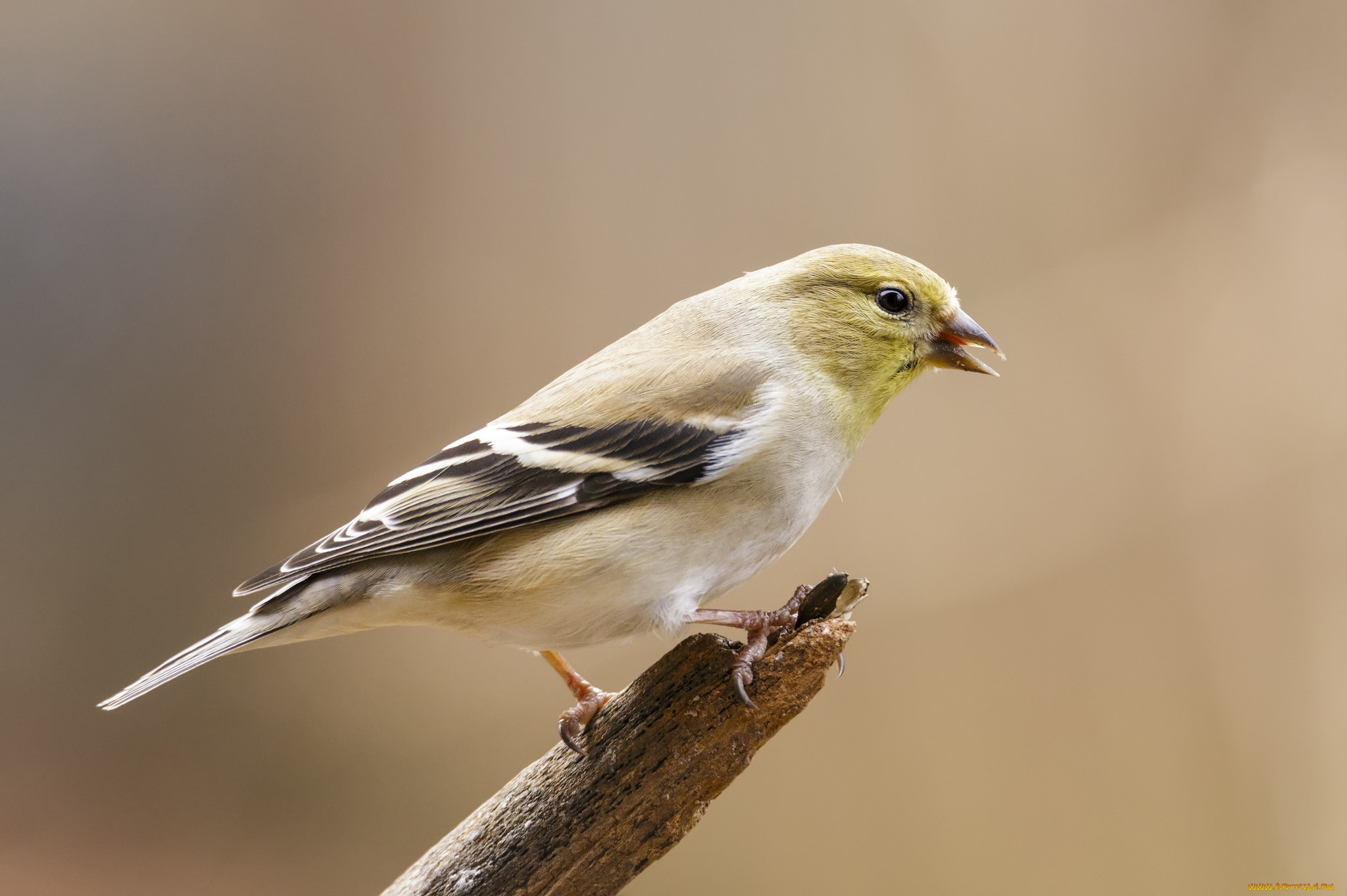 животные, птицы, птичка