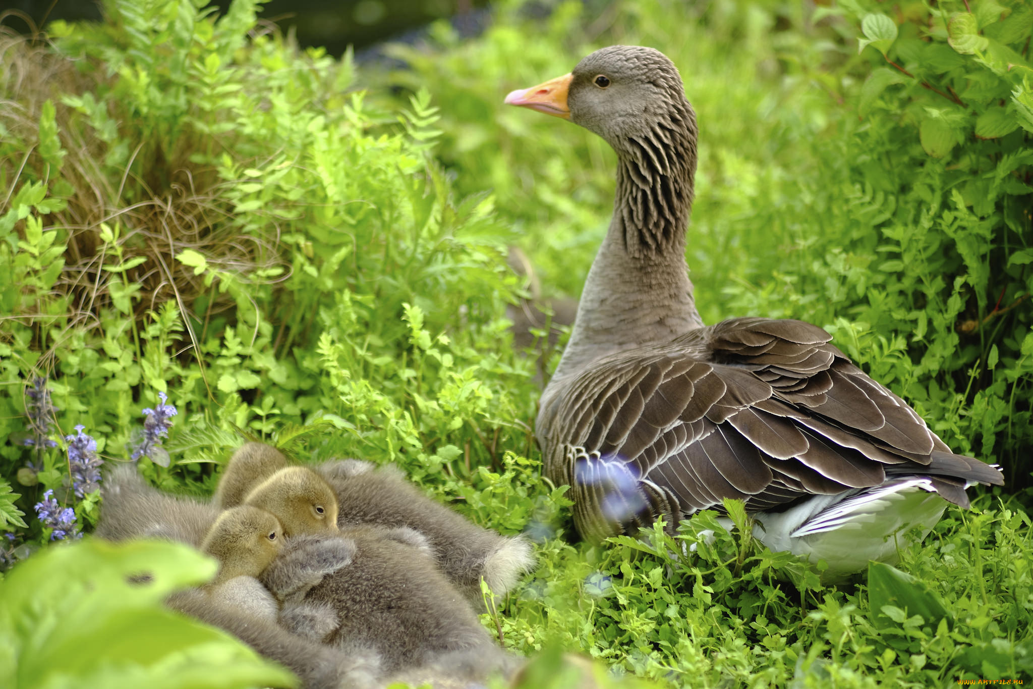 животные, гуси, птичка