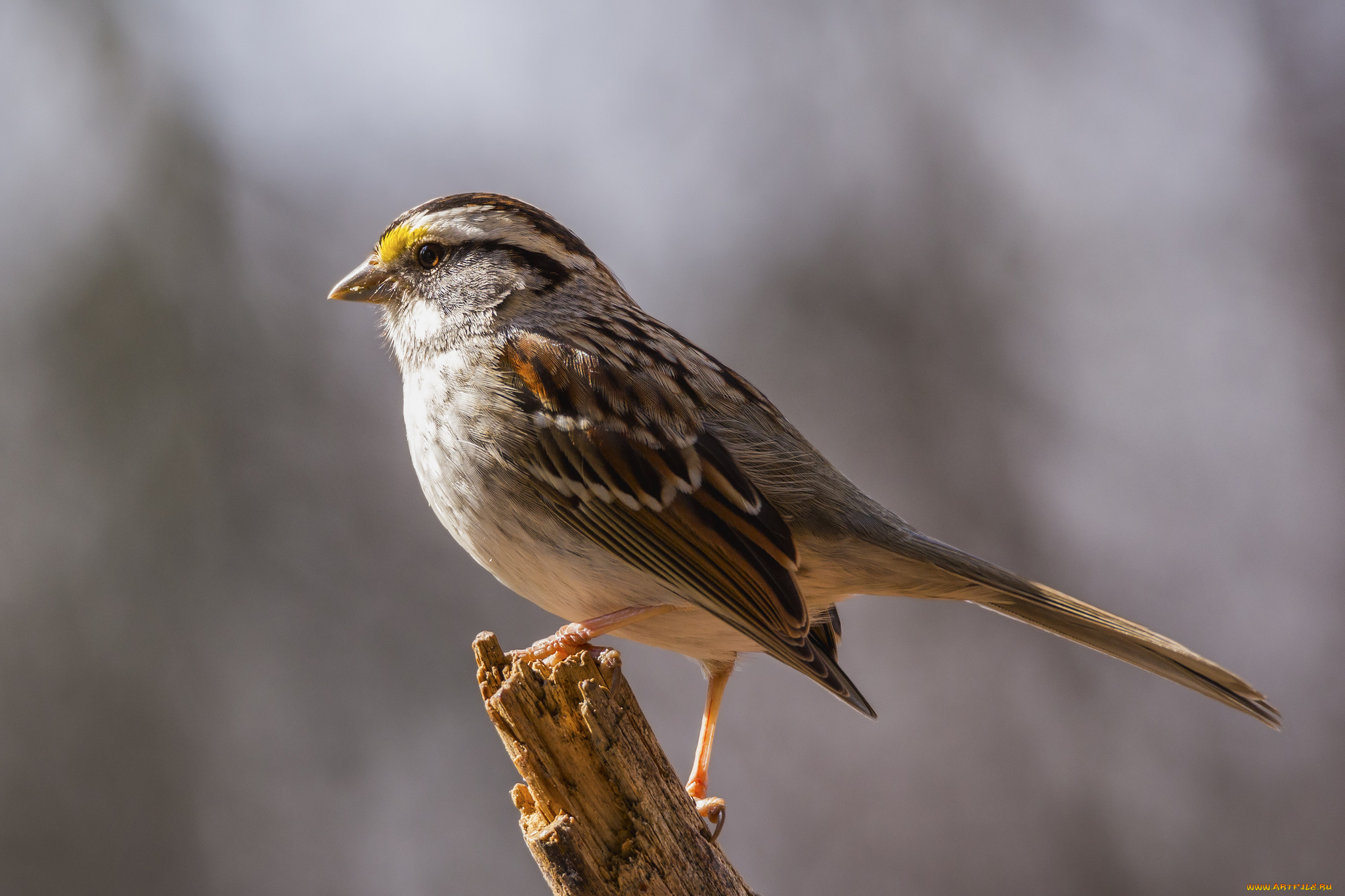животные, птицы, птичка
