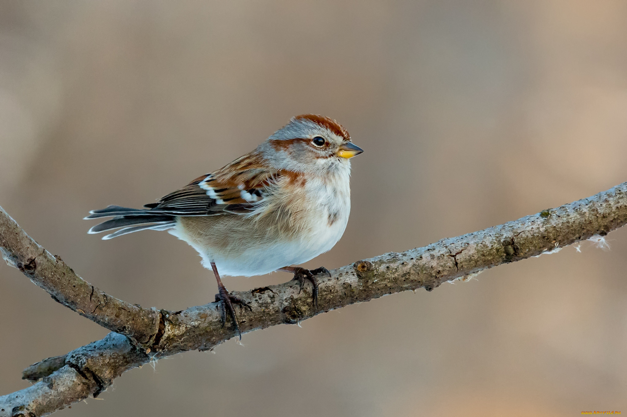 животные, птицы, птичка