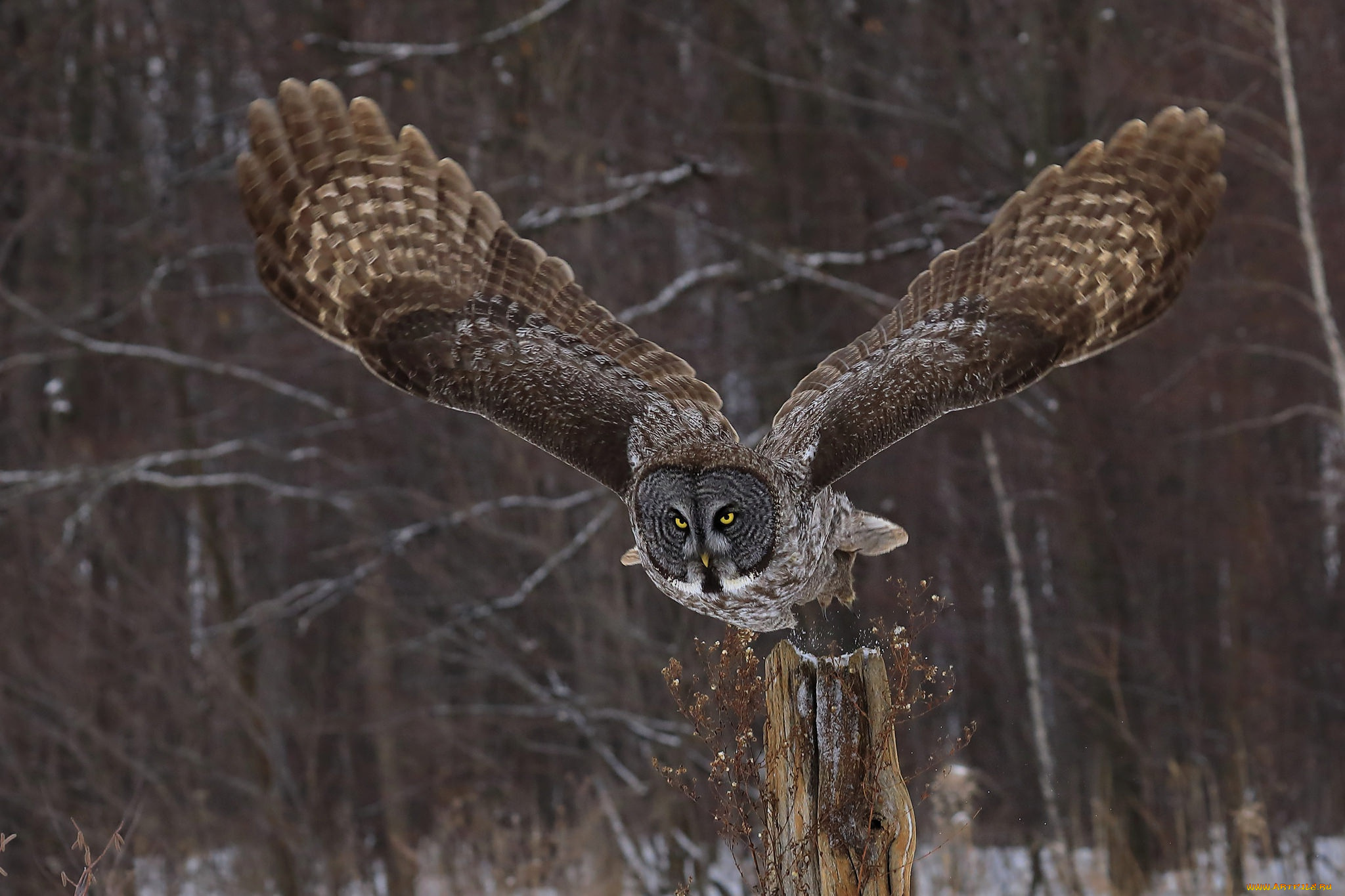 животные, совы, природа, взгляд, крылья, сова