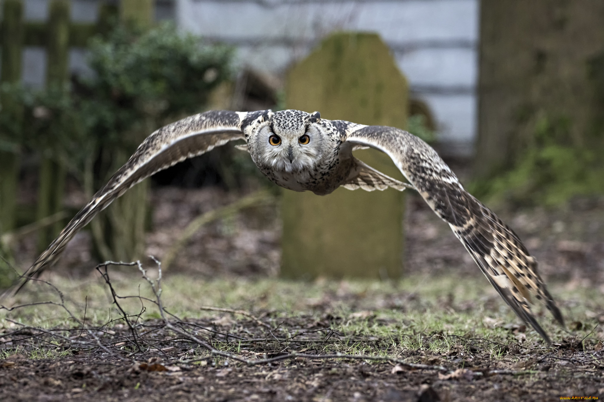животные, совы, размах, птица, крылья, сова