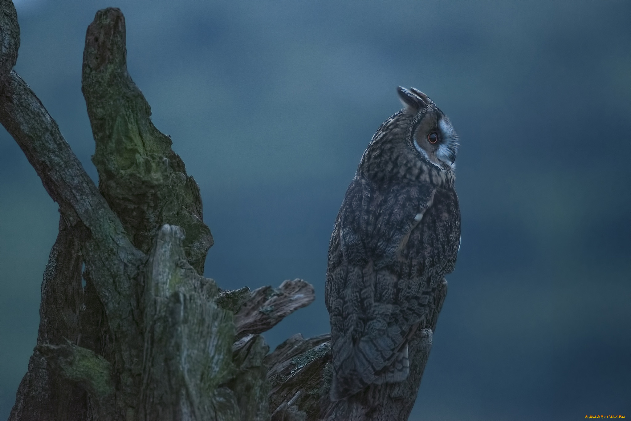 животные, совы, коряга, птица, сова, фон