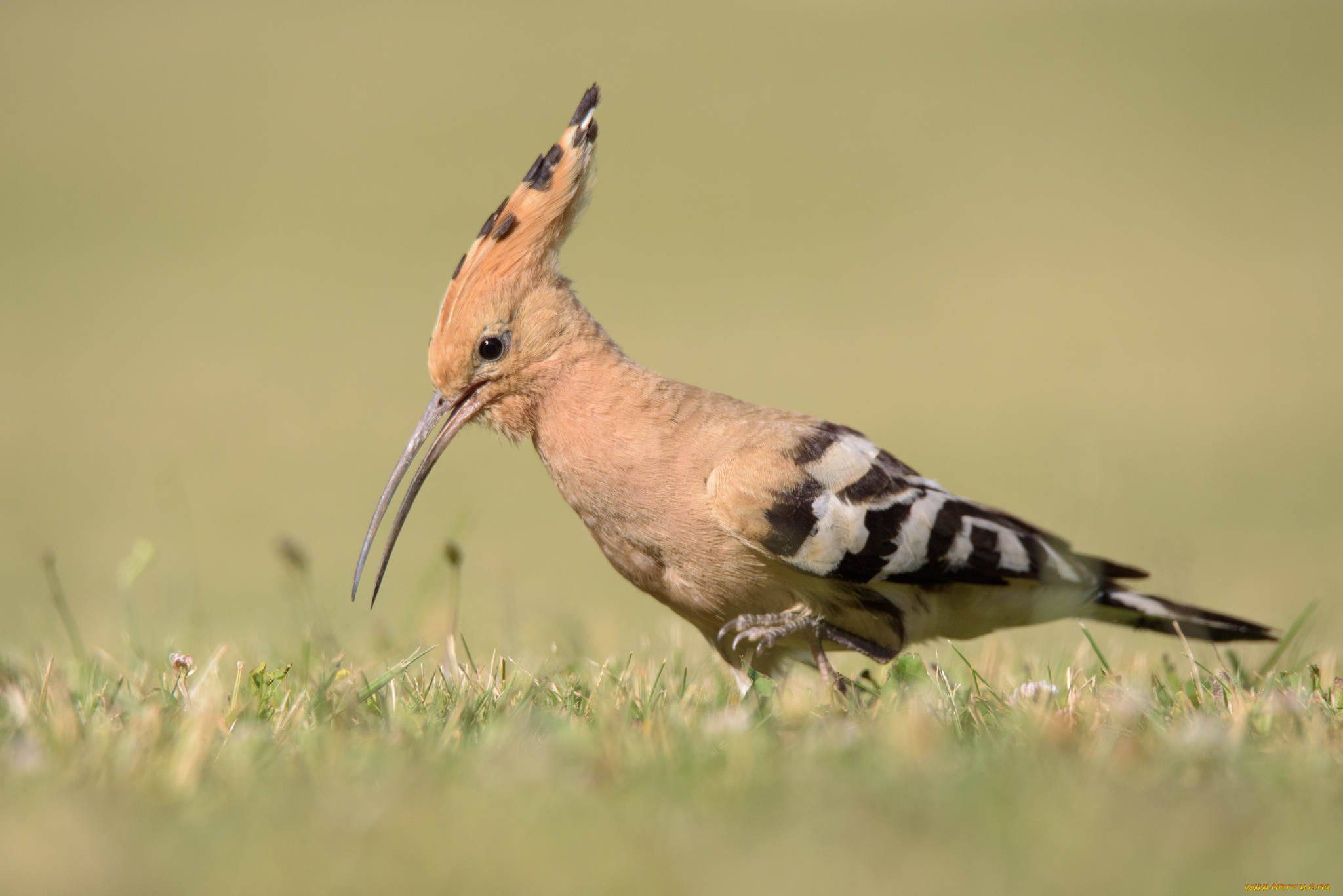 животные, удоды, птичка