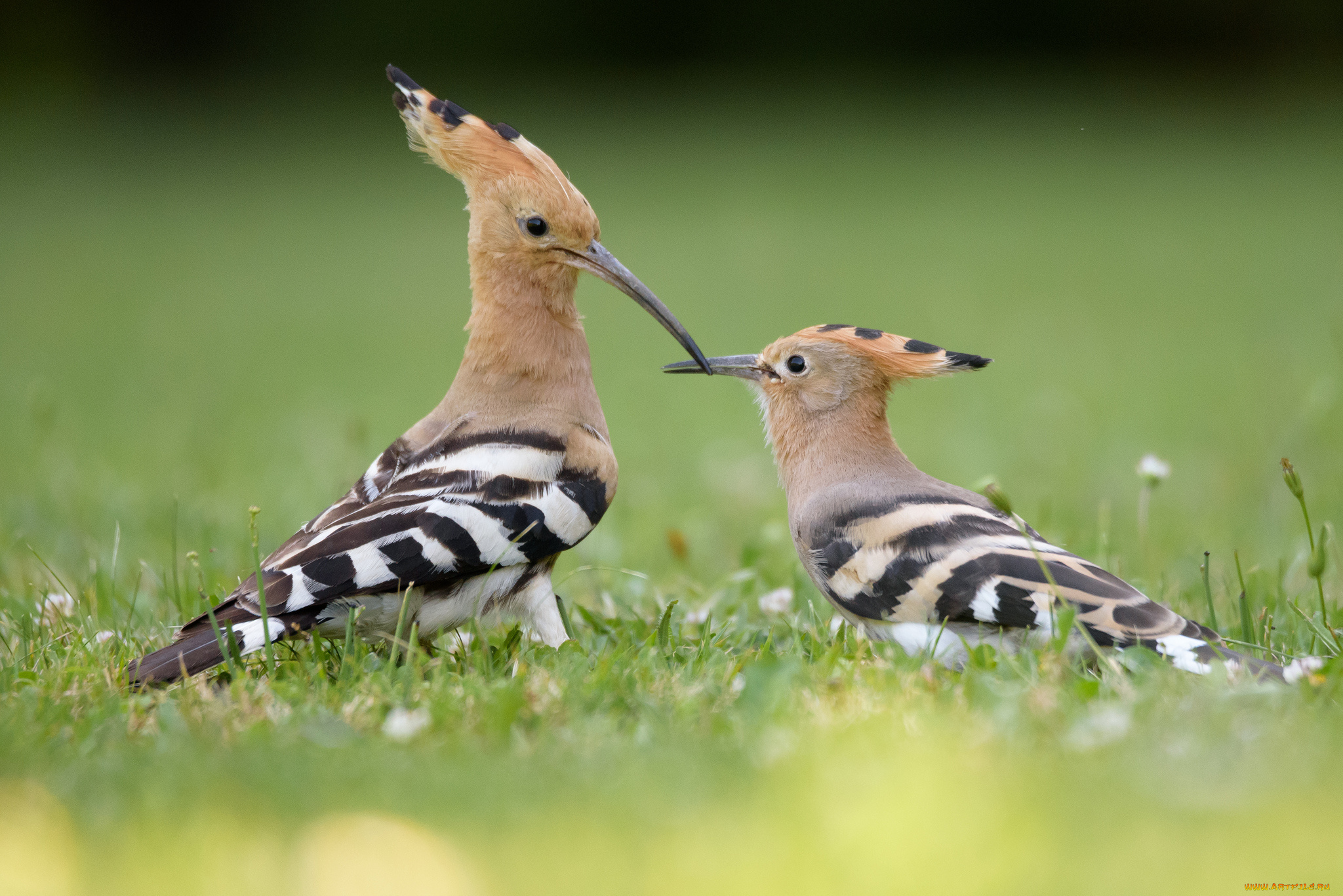 животные, удоды, птичка