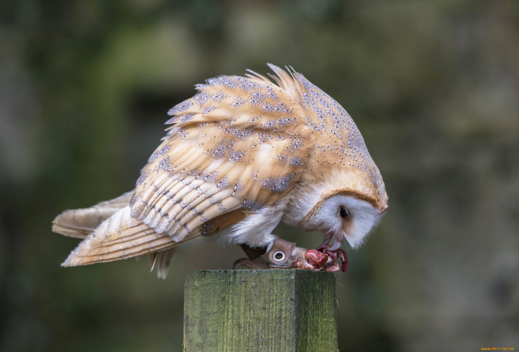 животные, совы, птичка