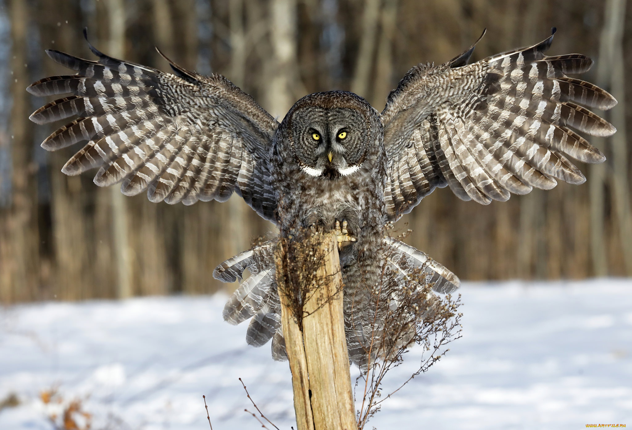 животные, совы, зима, крылья, взгляд, снег, сова