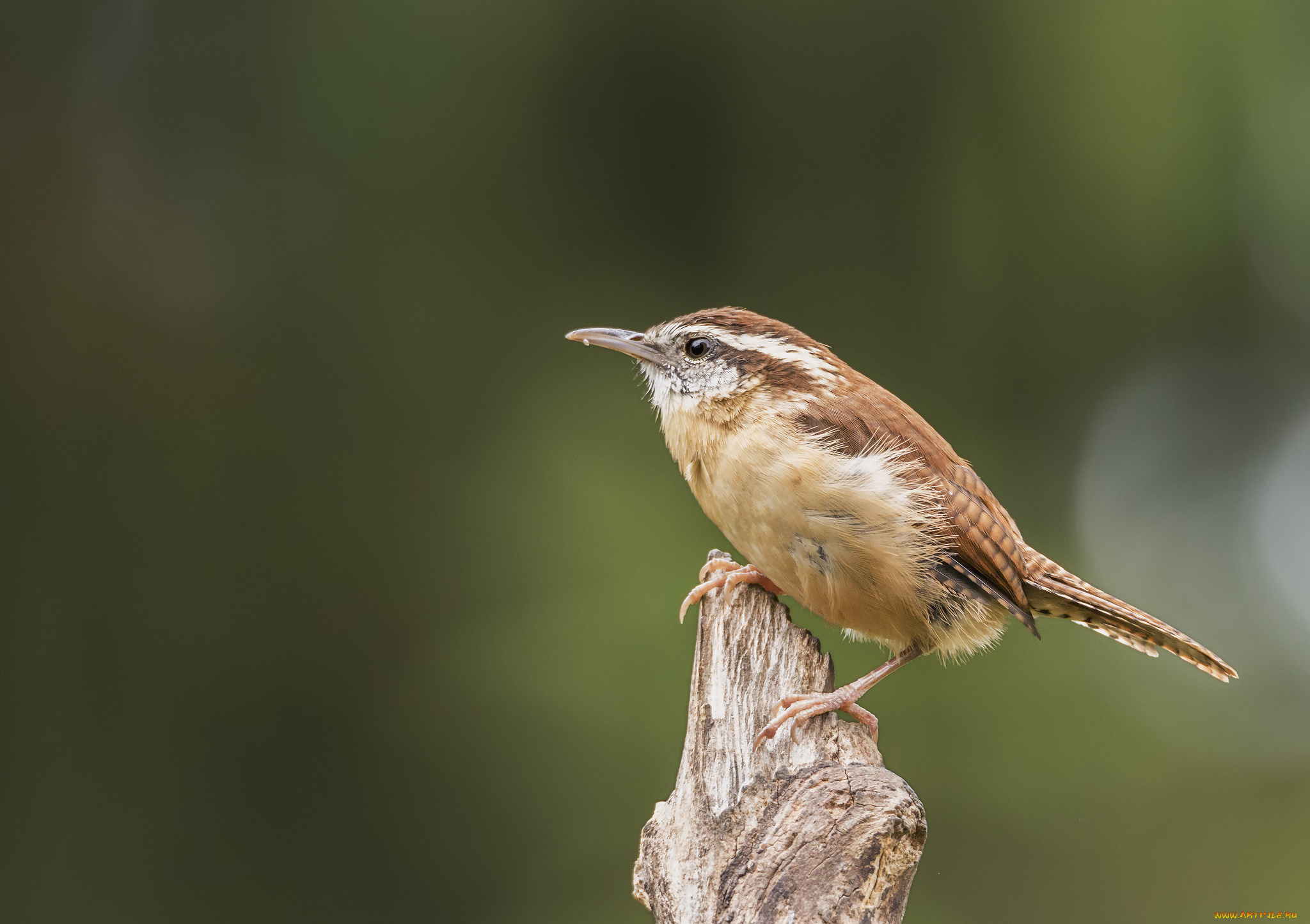 животные, птицы, птичка