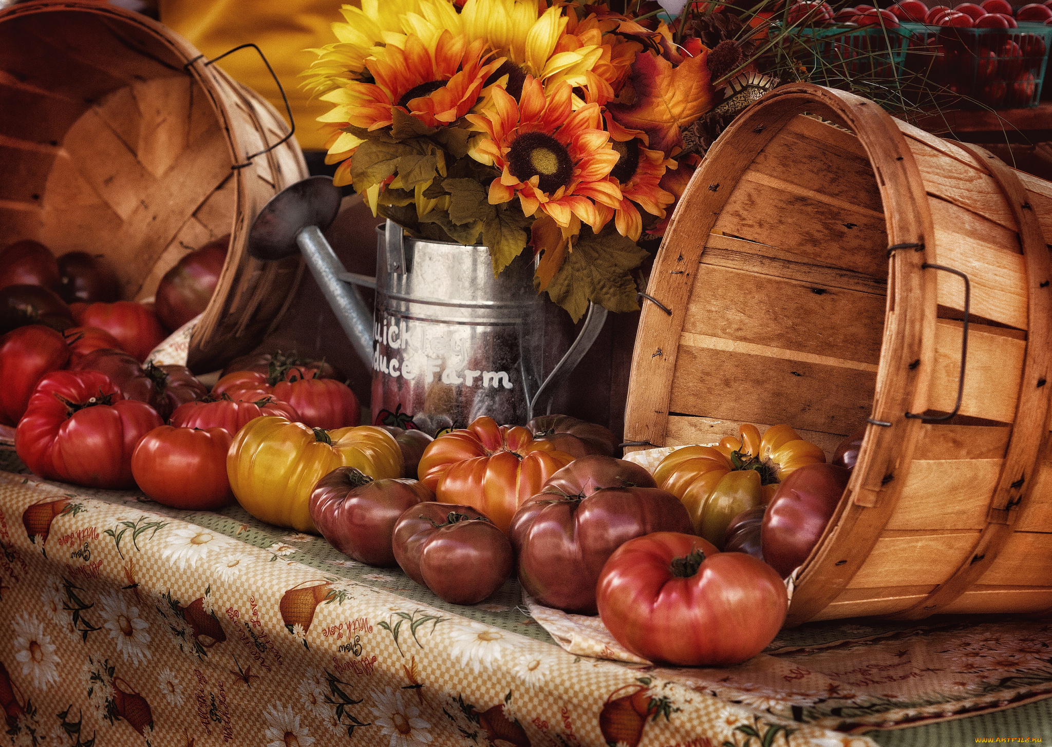 еда, помидоры, урожай