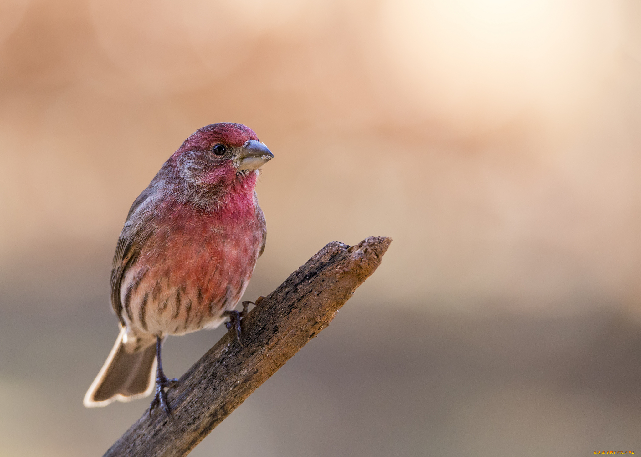 животные, птицы, птичка