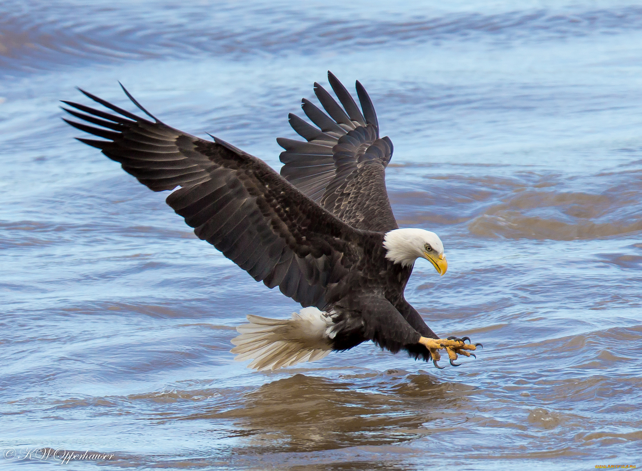 животные, птицы, -, хищники, птичка