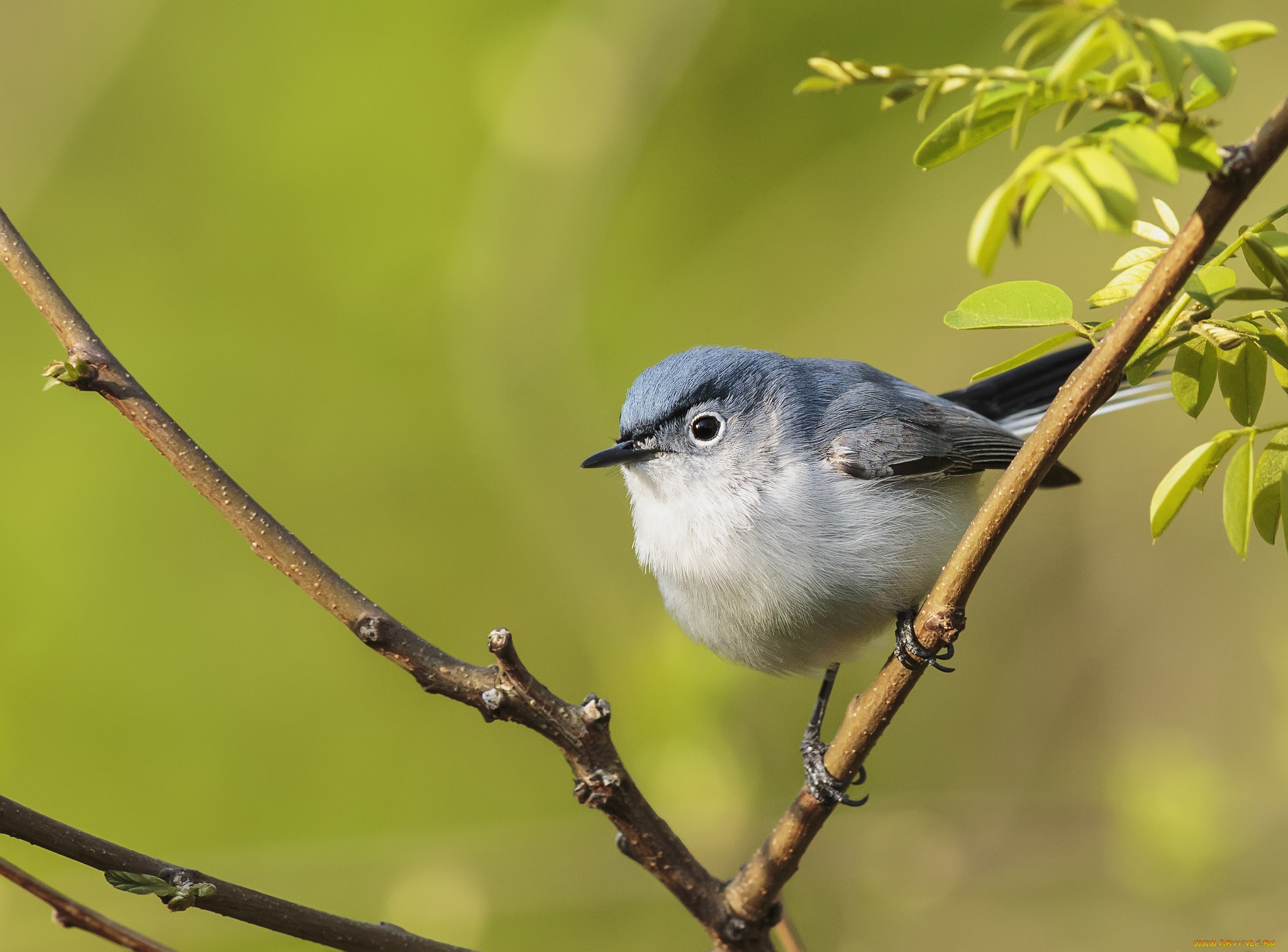 животные, птицы, птичка