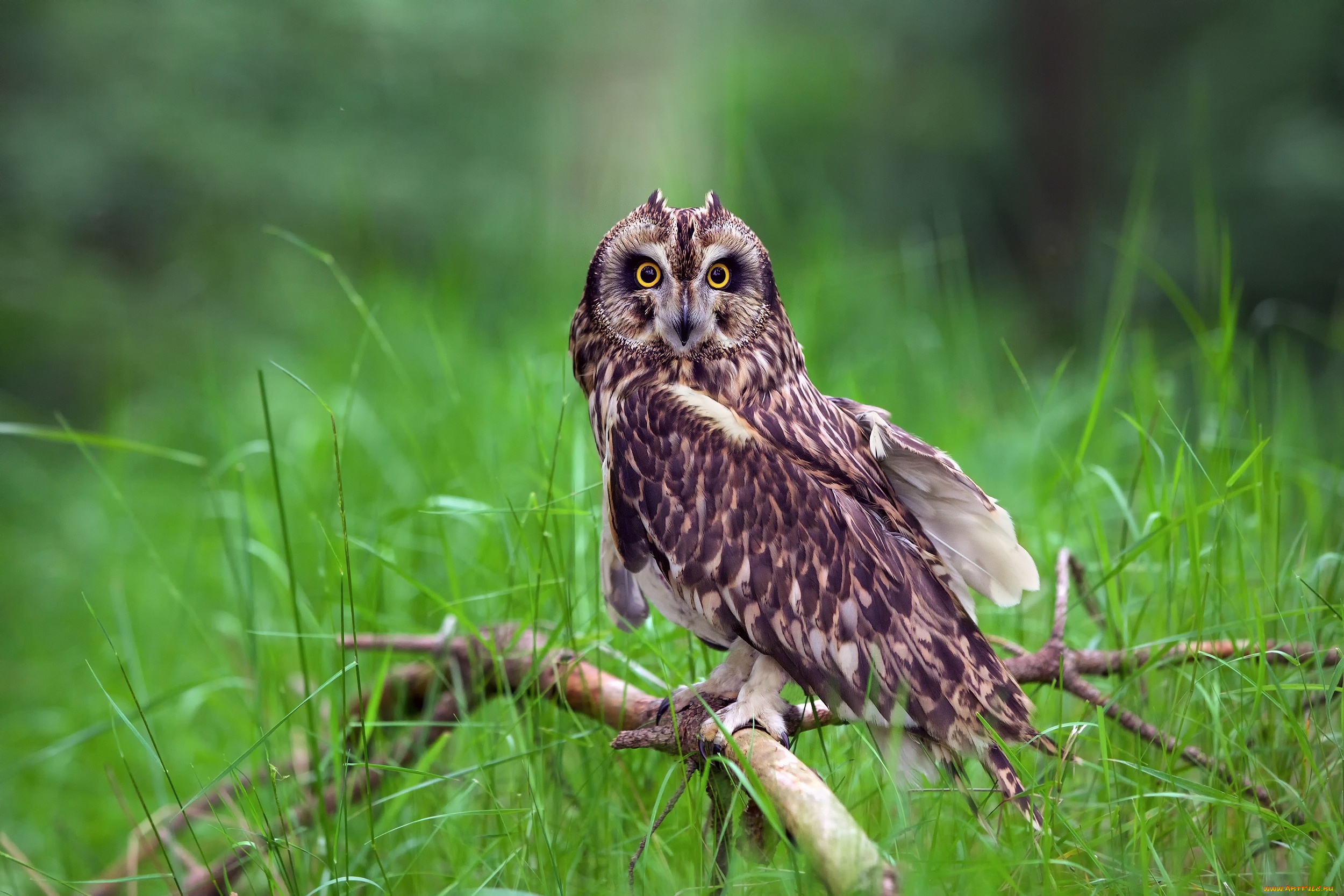 животные, совы, сова, птица, ветки, трава