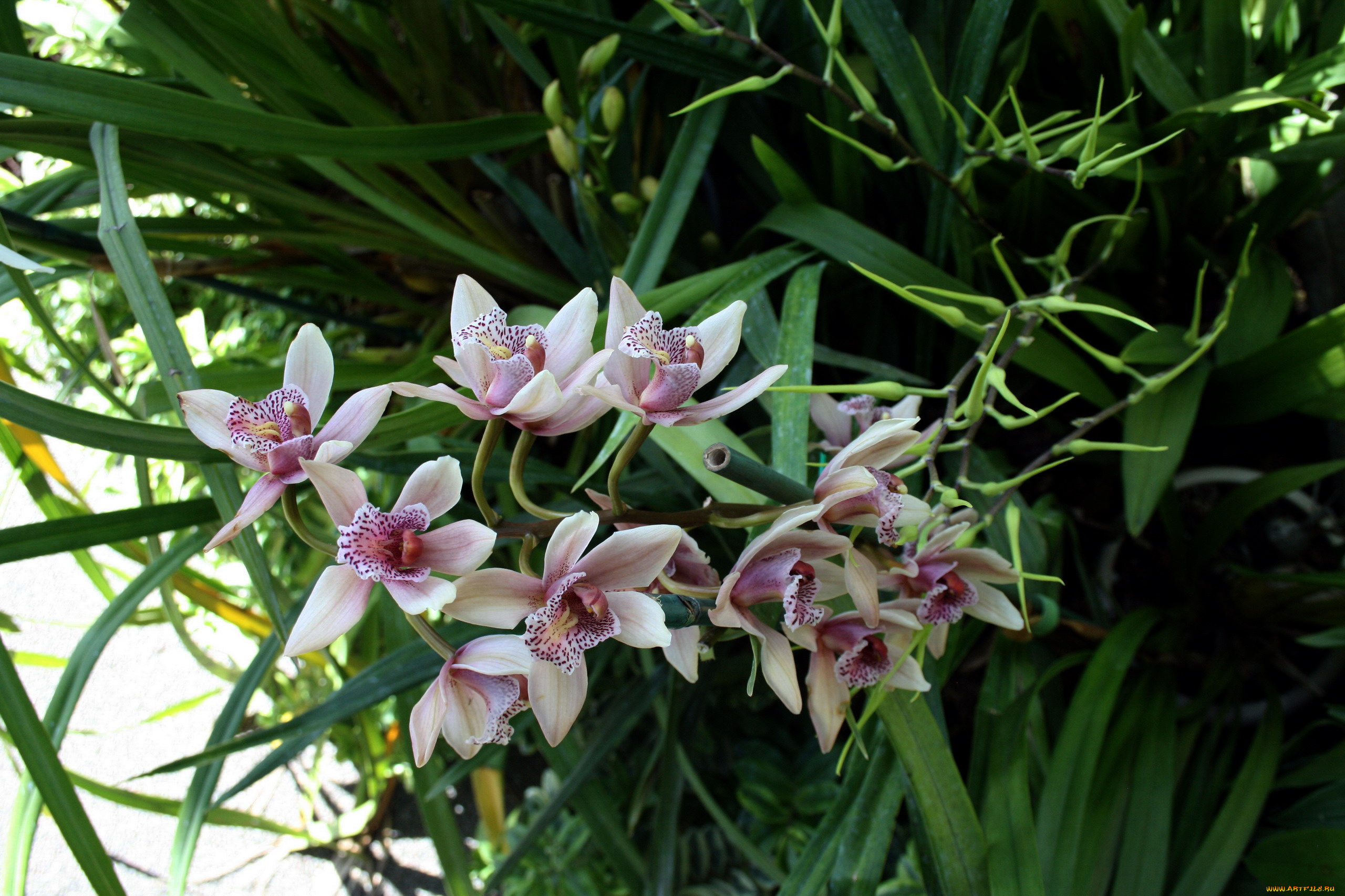 цветы, орхидеи, экзотика